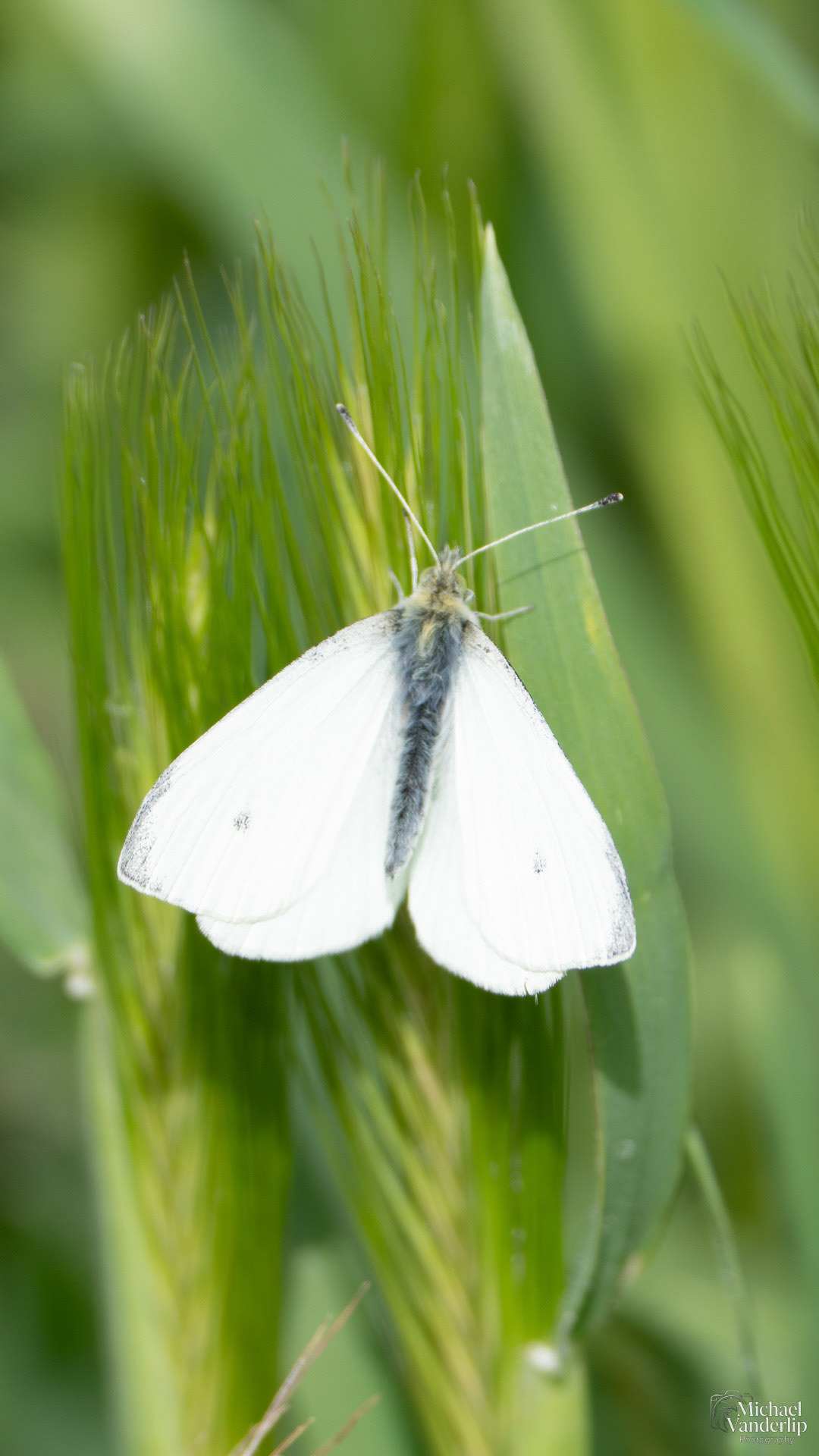 Cabbage White Butterfly along the Bear Creek Greenway near Talent, Oregon.