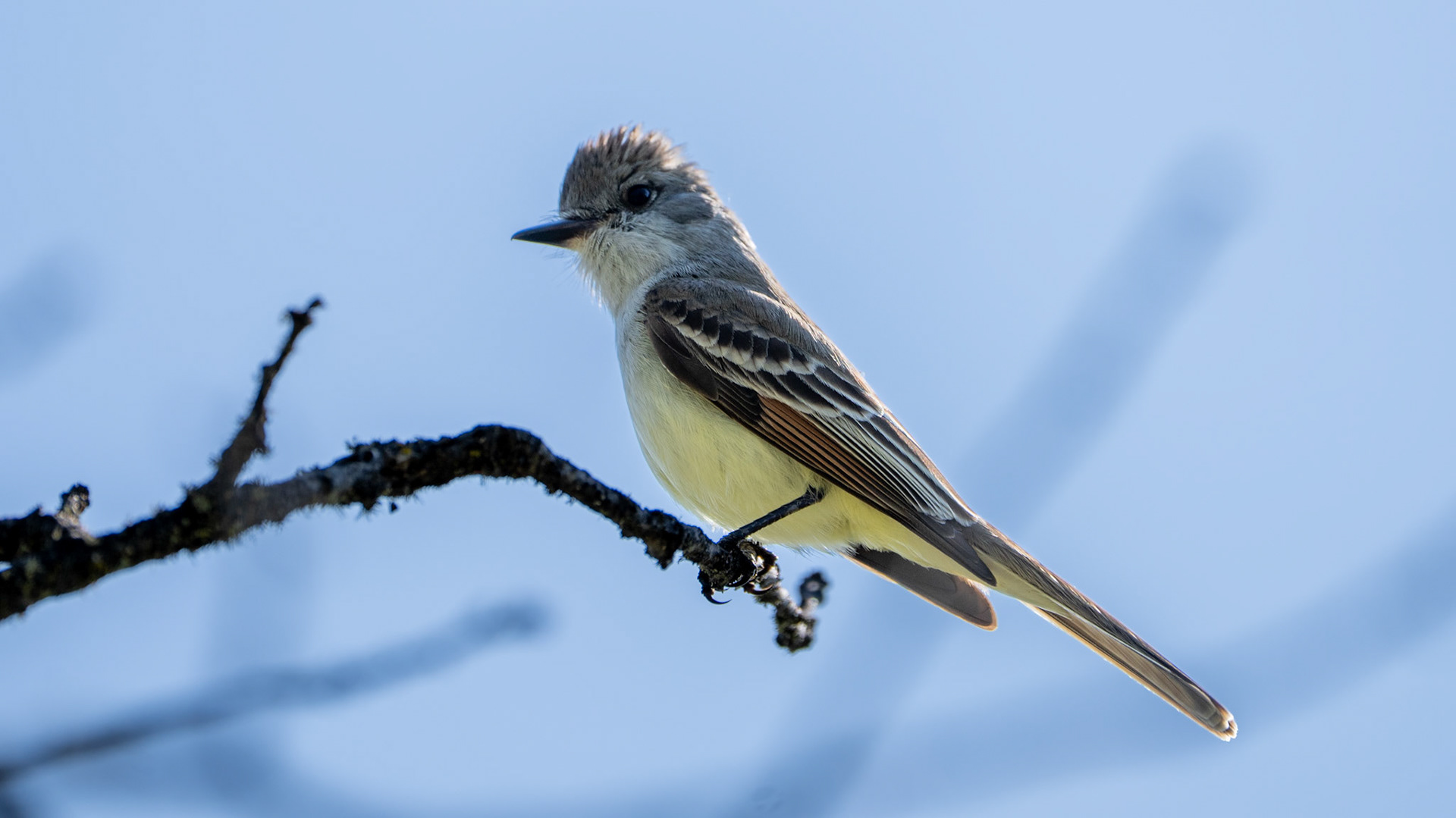 Ash Throated Flycatcher on Lower Table Rock, Central Point, Oregon.