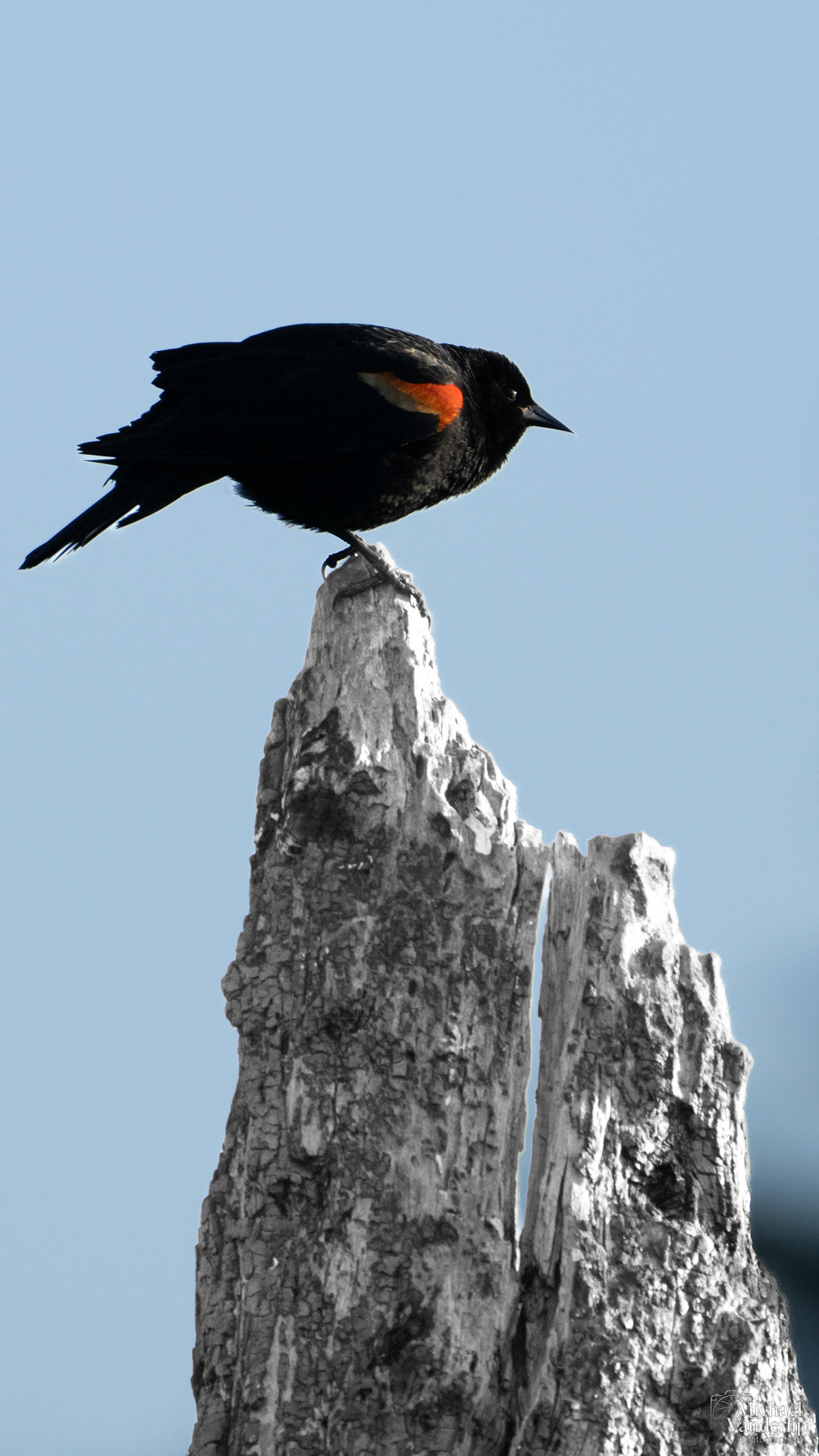 Red Winged Black Bird along the Bear Creek Greenway near Talent, Oregon.