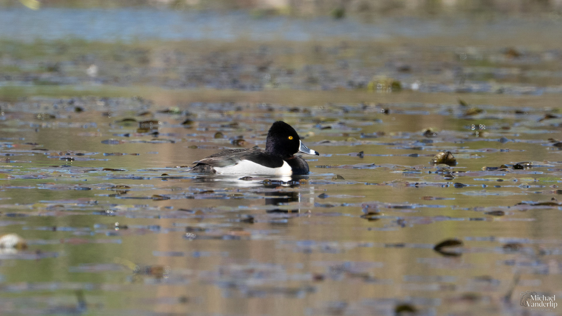 Ring Necked Duck along the Bear Creek Greenway near Talent, Oregon.