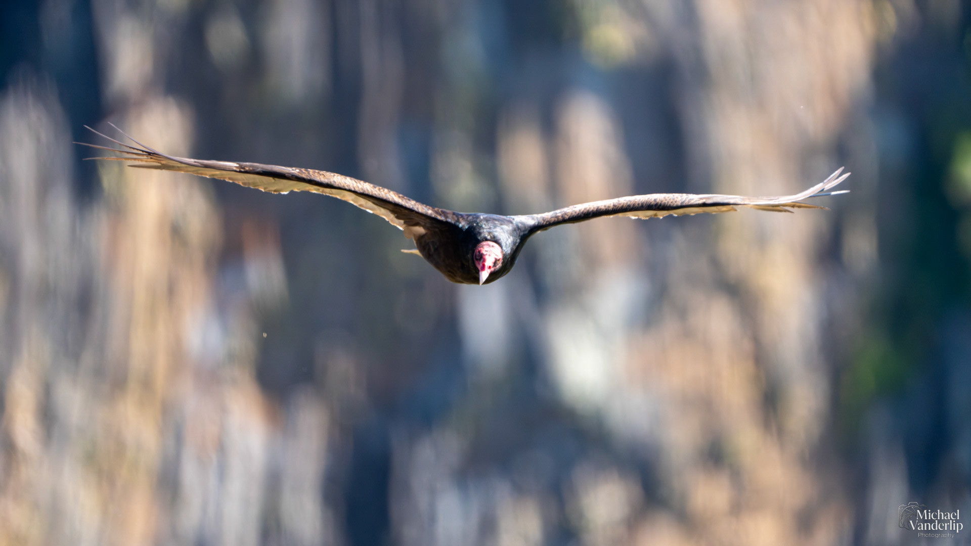 Turkey Vulture on Lower Table Rock, Central Point, Oregon.