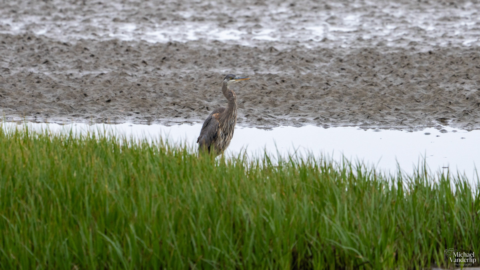 Great Blue Heron along the coast near Lincoln City, Oregon.
