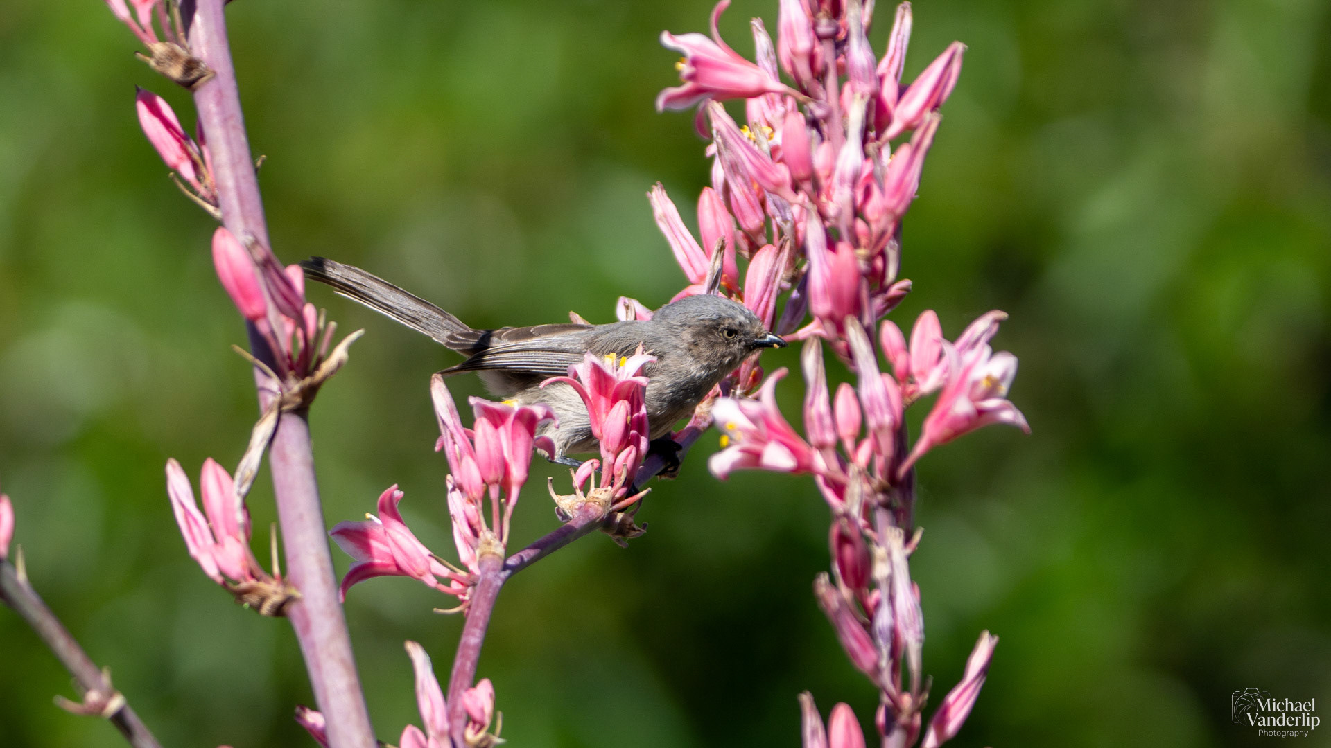 Wrentit in Albuquerque, New Mexico.