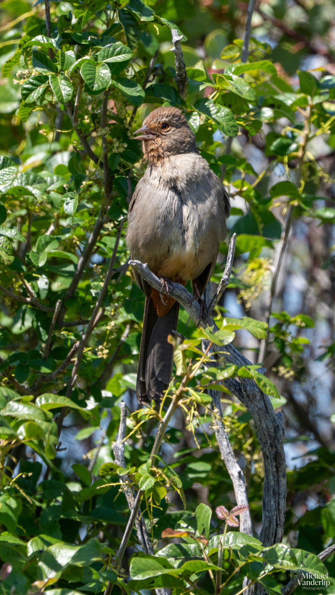 California Towhee on Lower Table Rock, Central Point, Oregon.