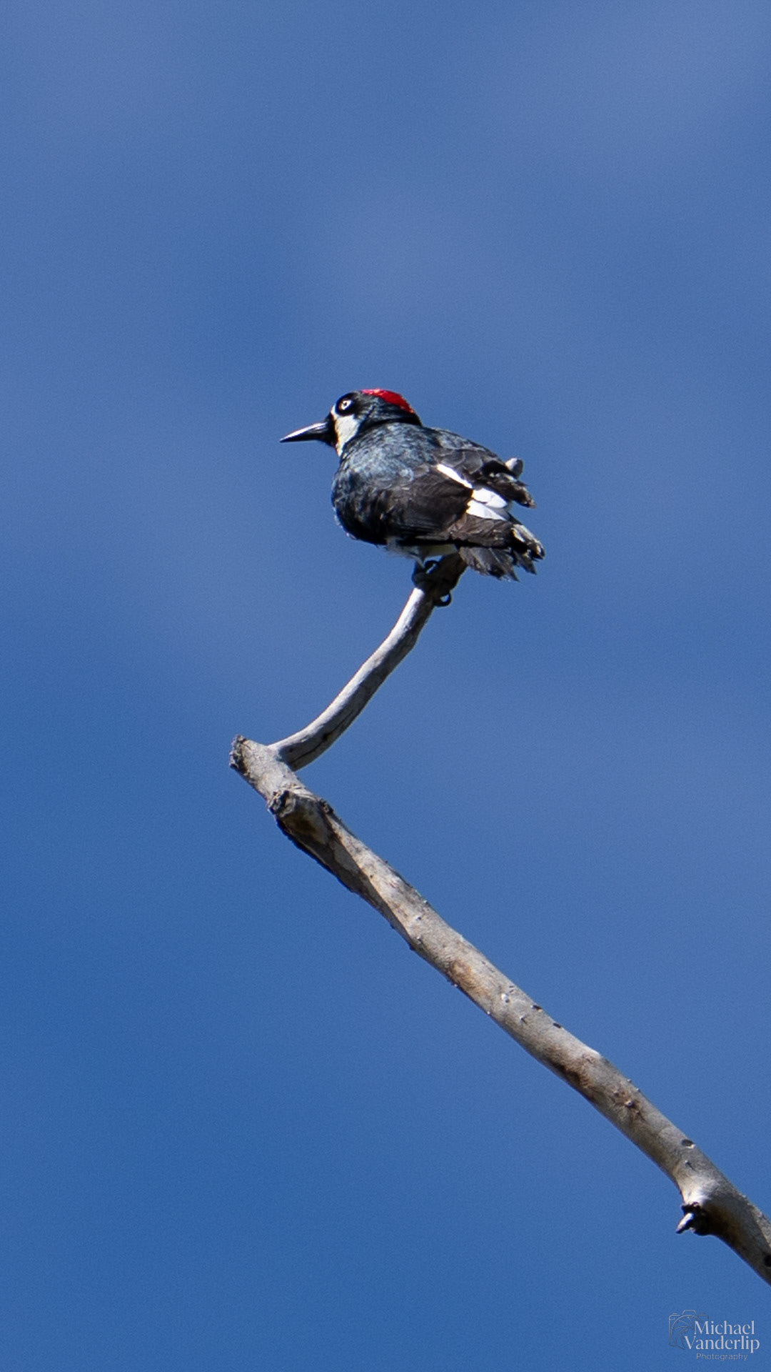 Acorn Woodpecker along the Bear Creek Greenway near Talent, Oregon.