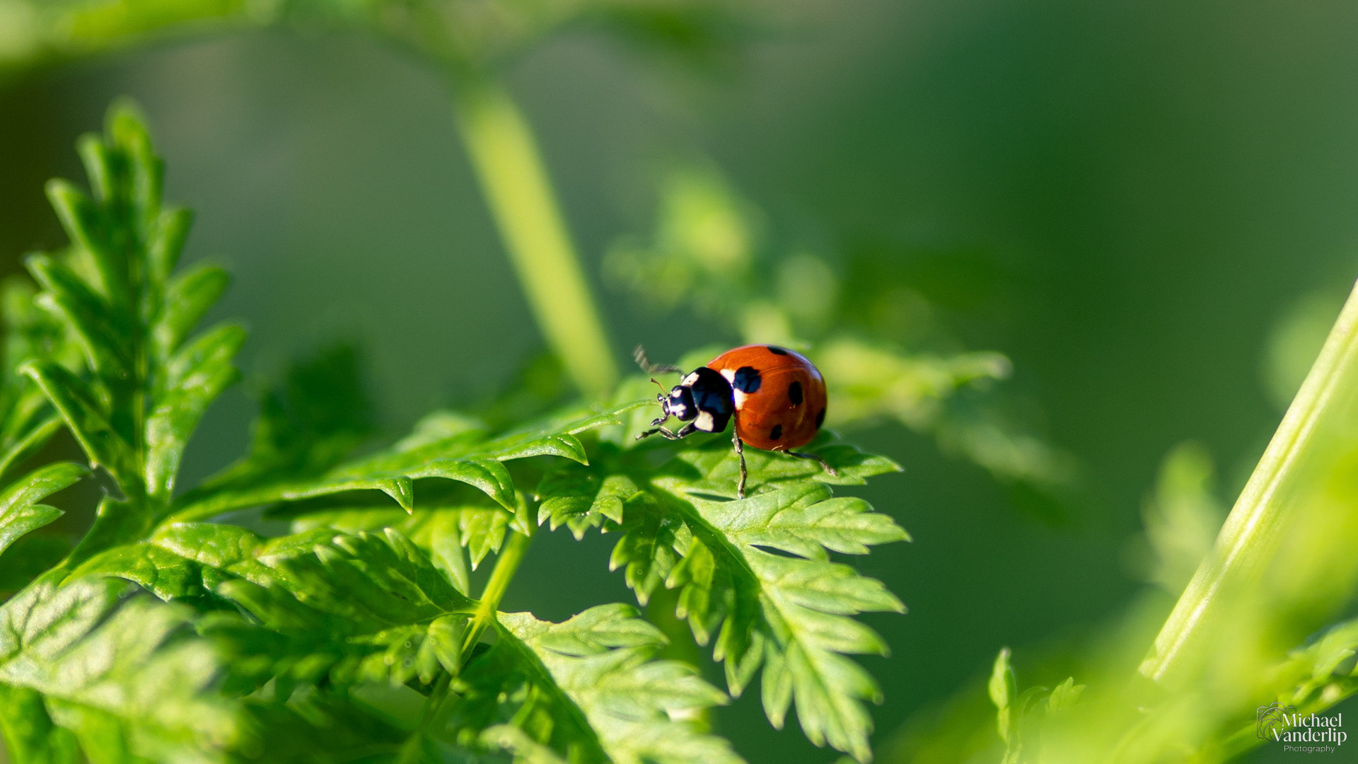 Lady Bug along the Bear Creek Greenway near Talent, Oregon.