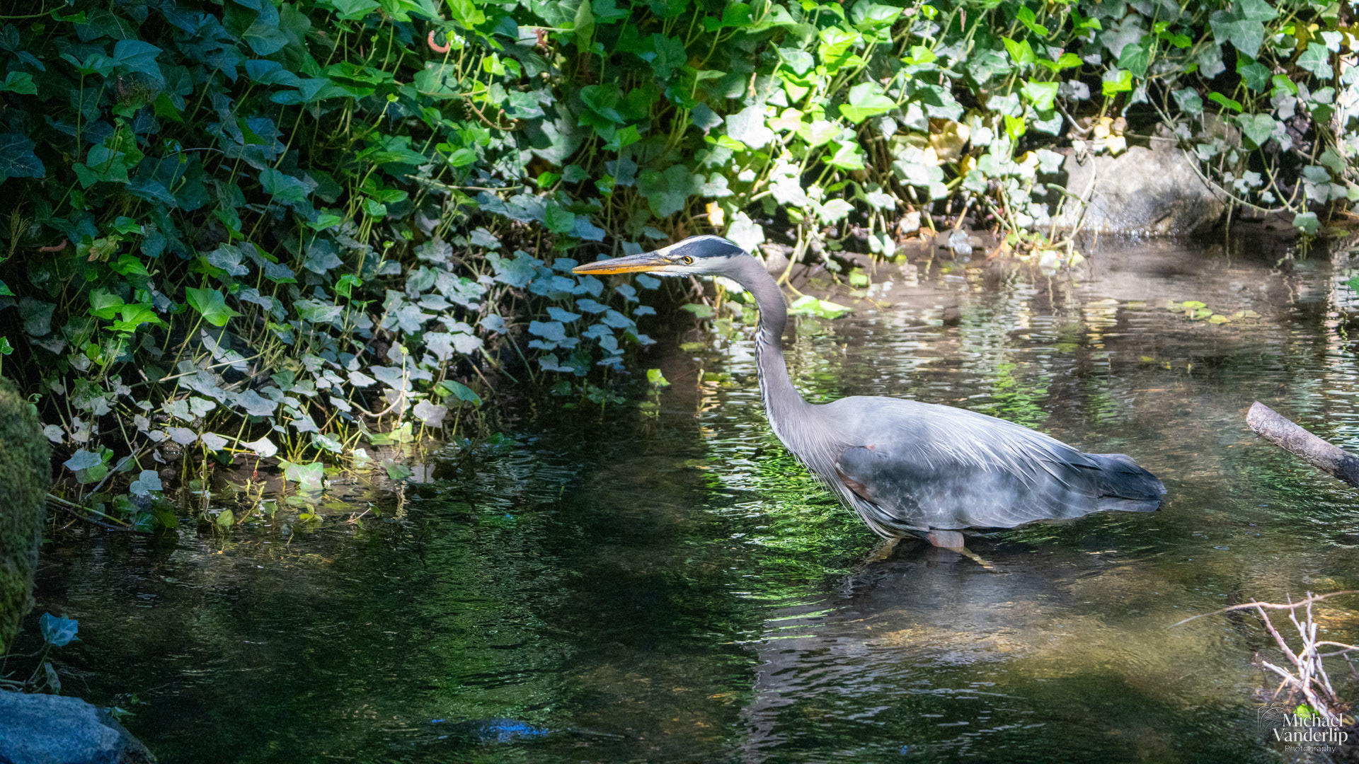 Great Blue Heron in Lithia Park, Ashland, Oregon.