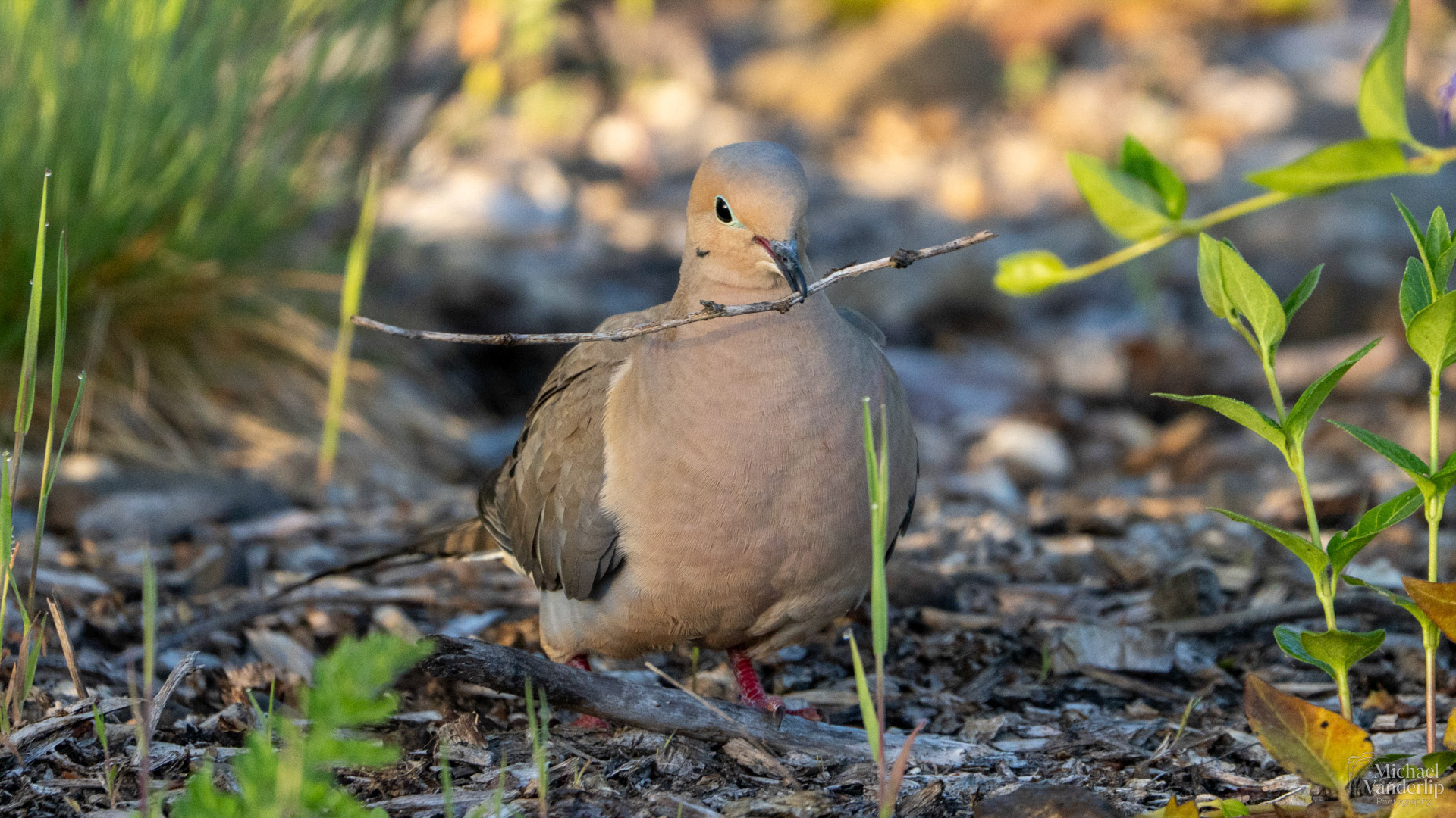 Mourning Dove along the Bear Creek Greenway near Talent, Oregon.