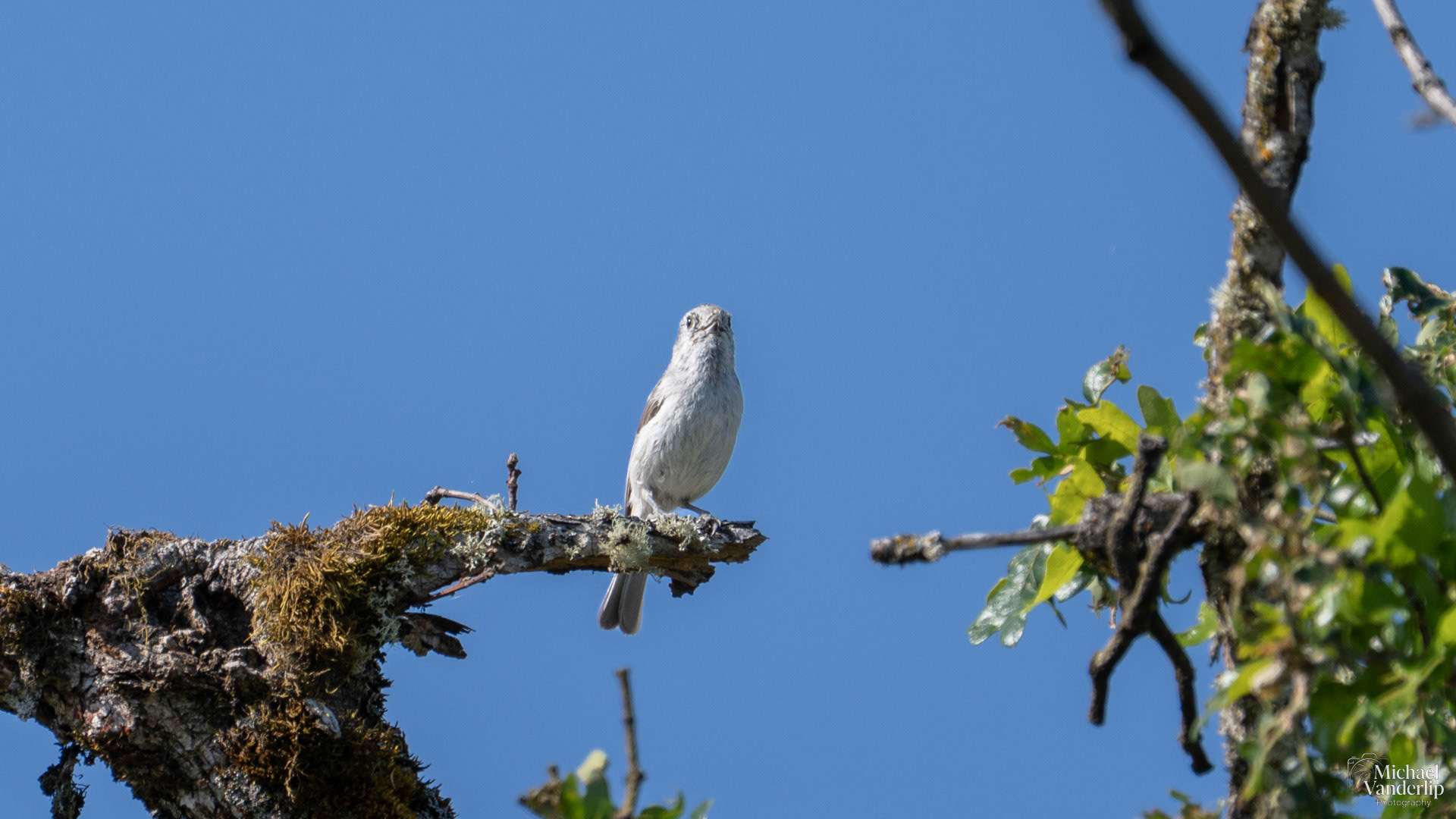 Bushtit on Lower Table Rock, Central Point, Oregon.