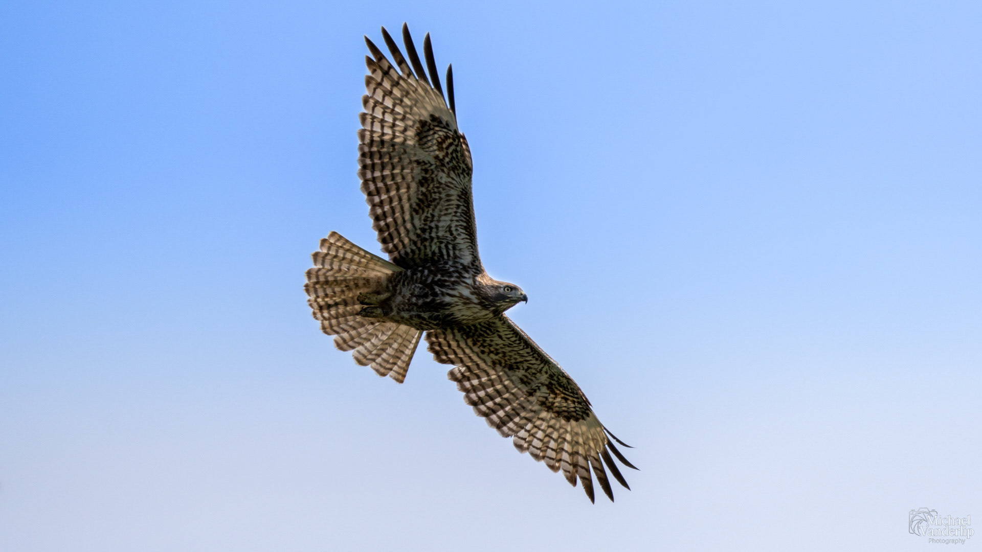 An immature Red Tailed Hawk along the Bear Creek Greenway near Talent, Oregon.