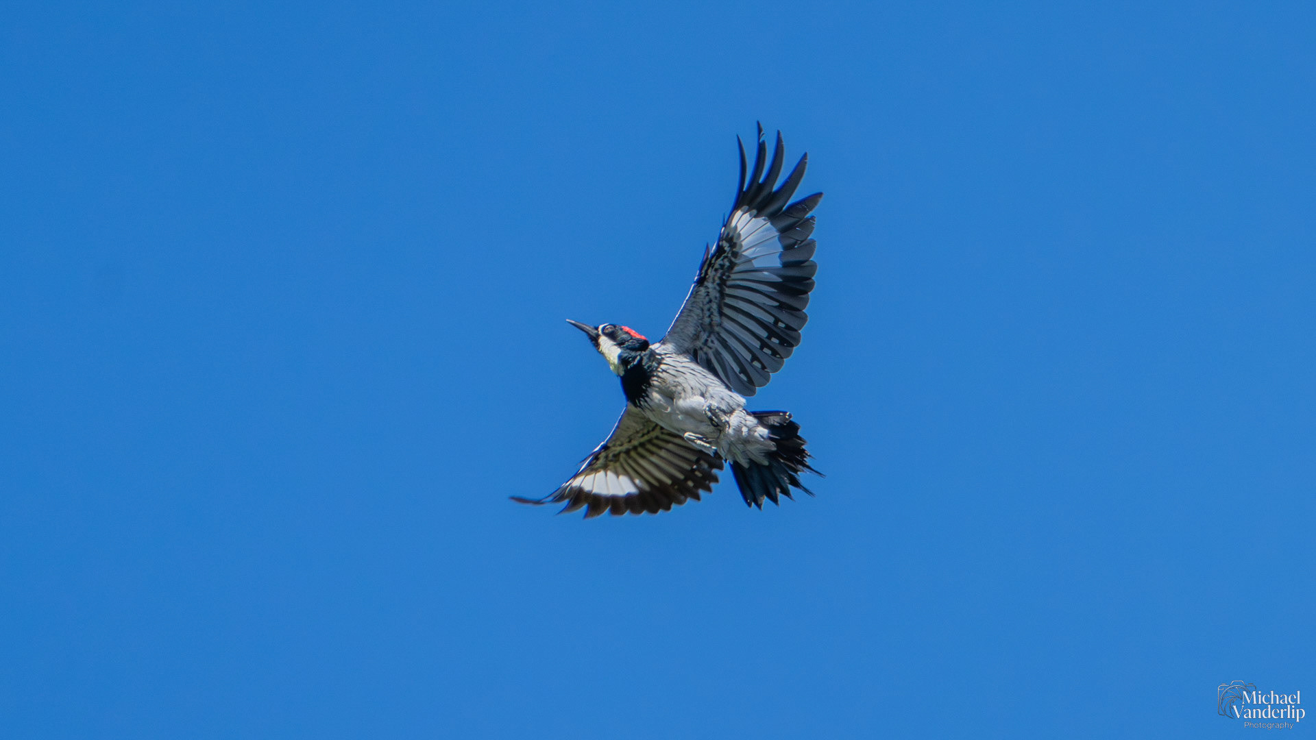 Acorn Woodpecker along the Roxy Ann Trail, Medford, Oregon.