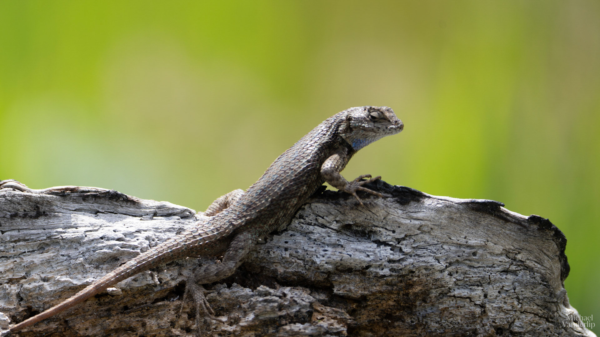 Western Fence Lizard along the Bear Creek Greenway near Talent, Oregon.