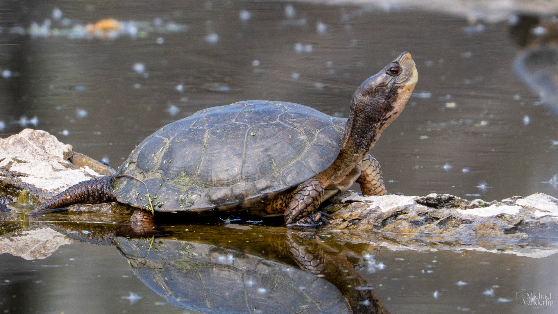 Western Pond Turtle along the Bear Creek Greenway near Talent, Oregon.