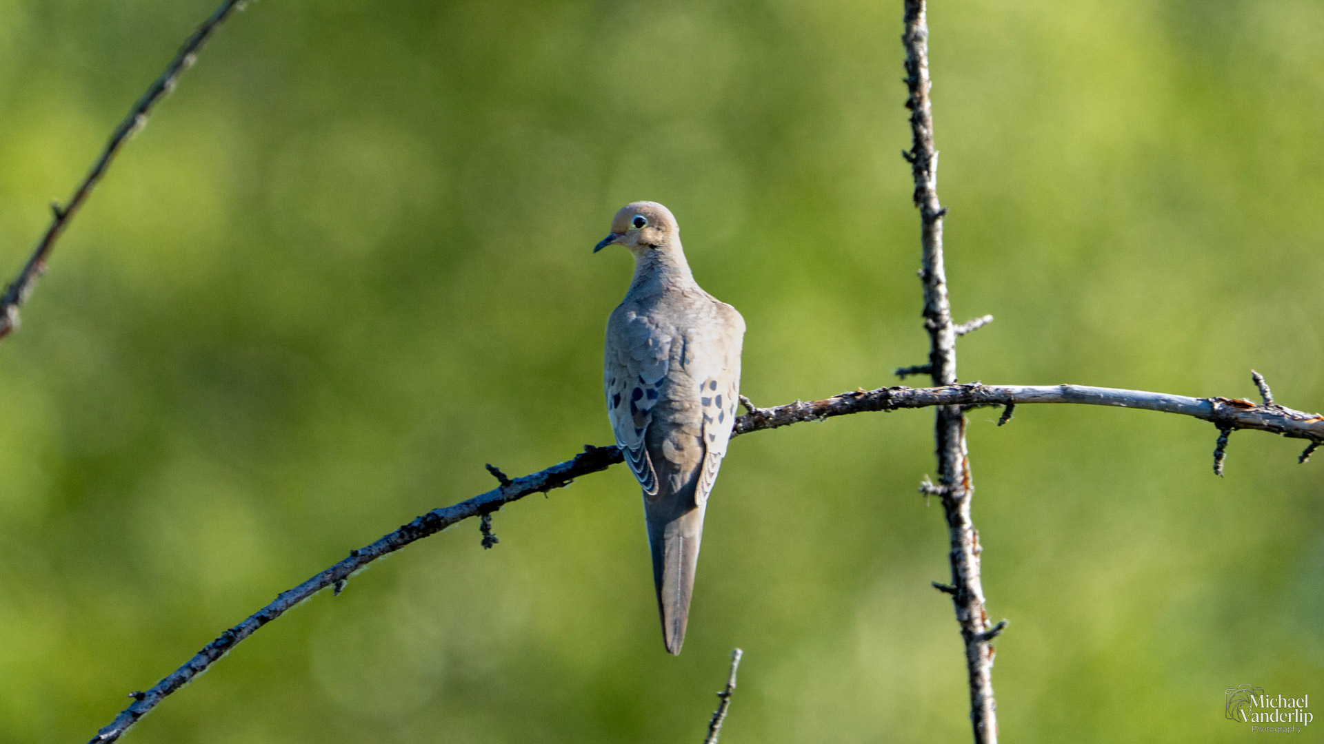 Mourning Dove along the Bear Creek Greenway near Talent, Oregon.