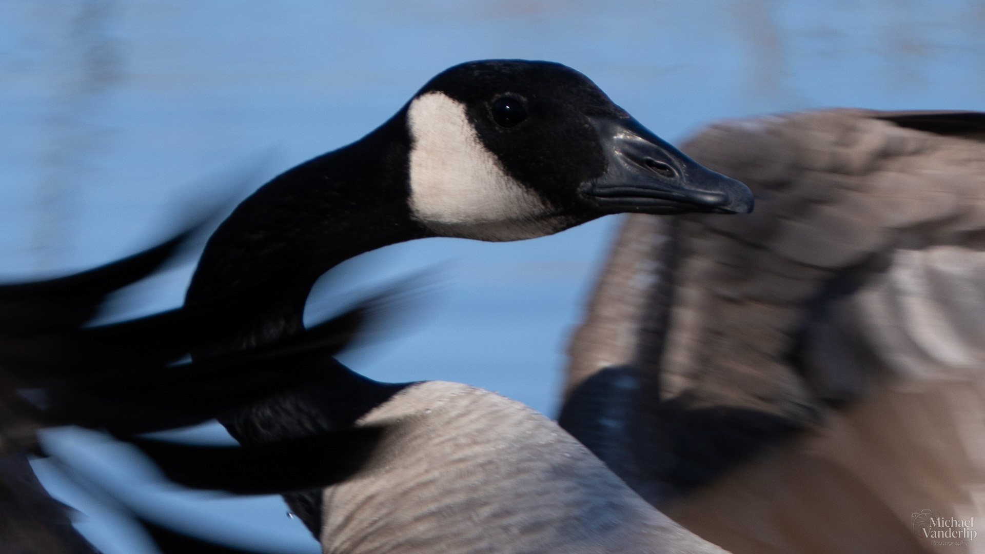 Canada Goose along the Bear Creek Greenway near Talent, Oregon.