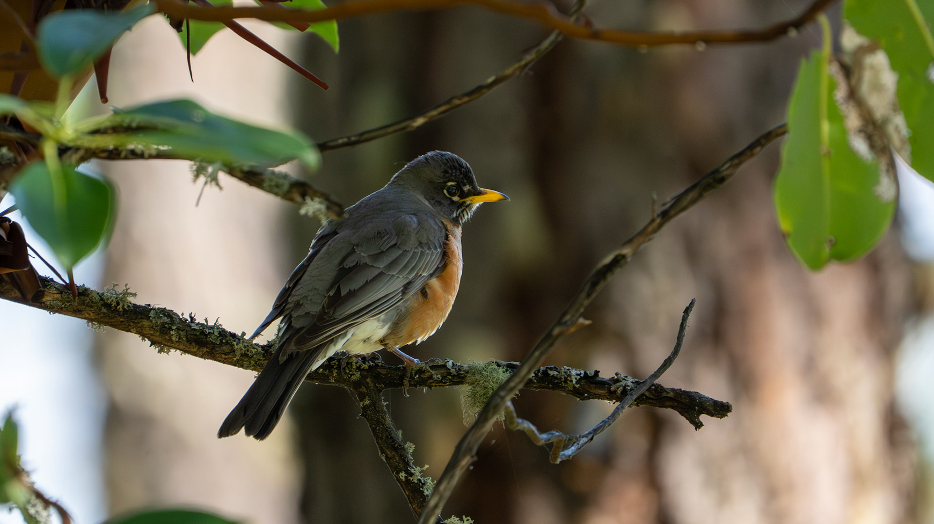 American Robin along the White Rabbit Trail near Ashland, Oregon.