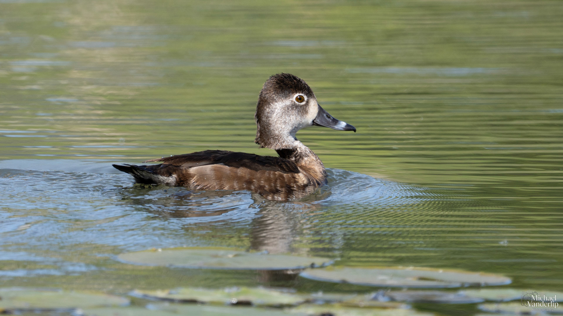 Ring Necked Duck along the Bear Creek Greenway near Talent, Oregon.