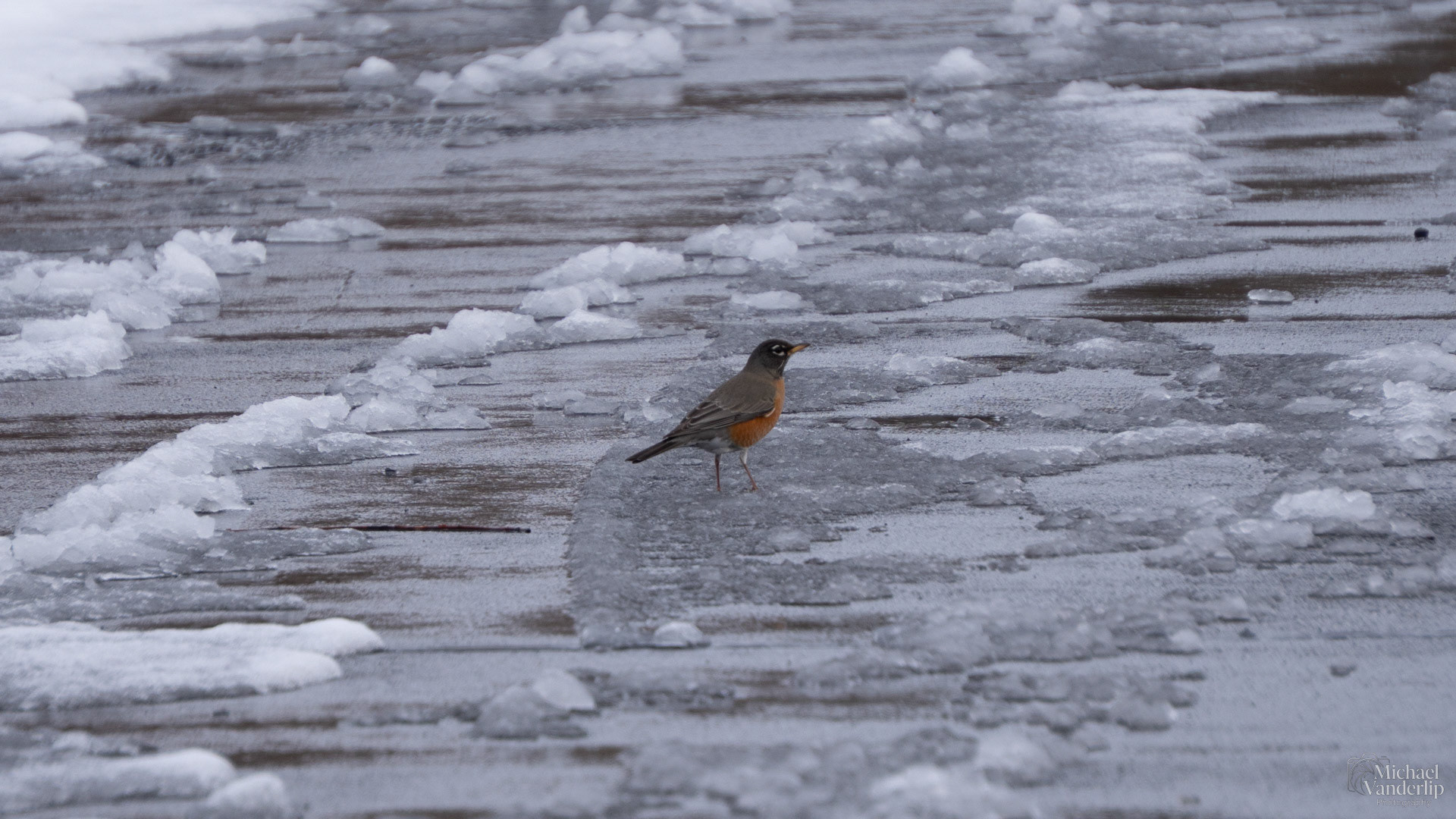 American Robin in the slush along the Bear Creek Greenway near Talent, Oregon.