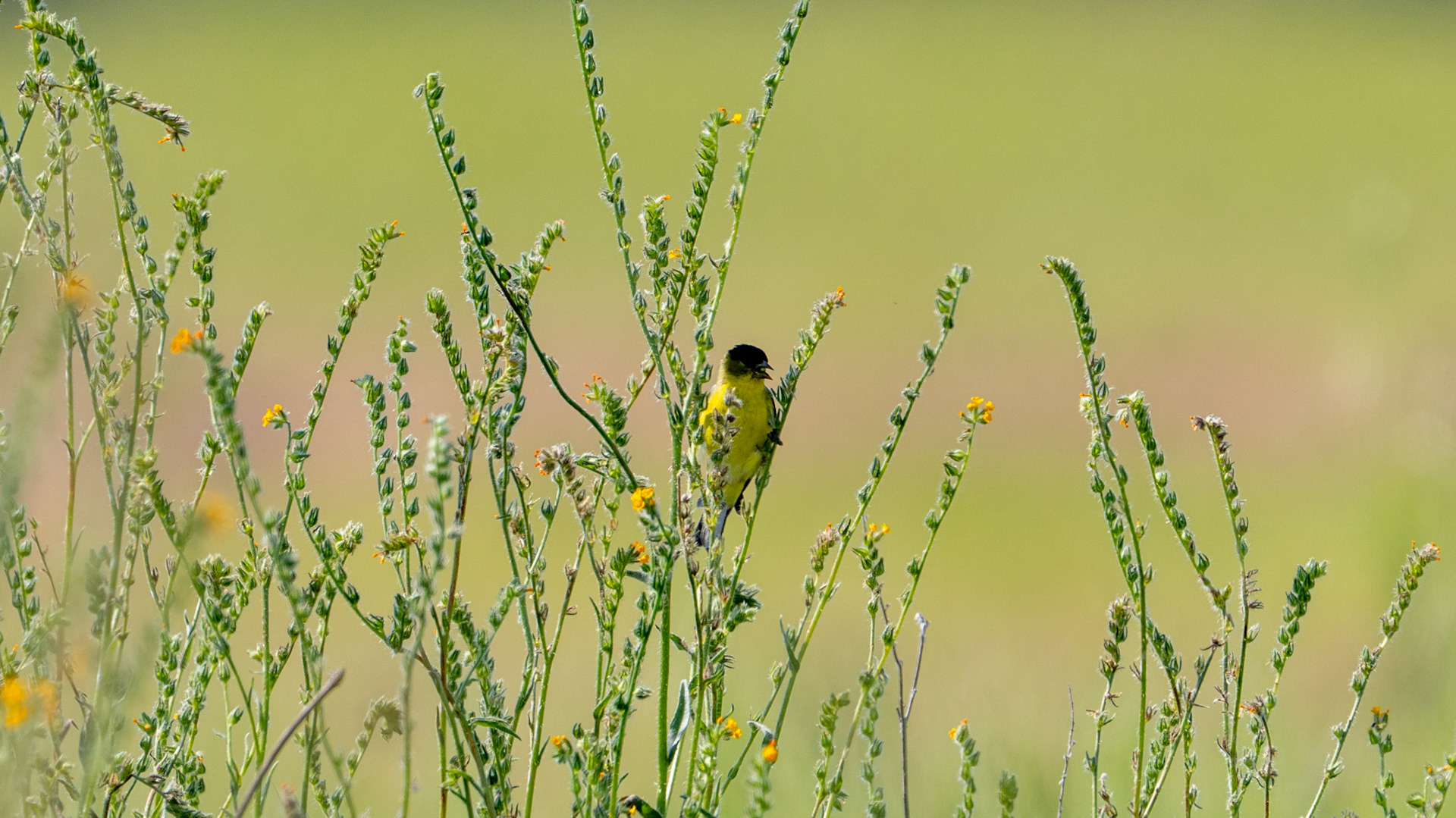 Lesser Goldfinch on Lower Table Rock, Central Point, Oregon.