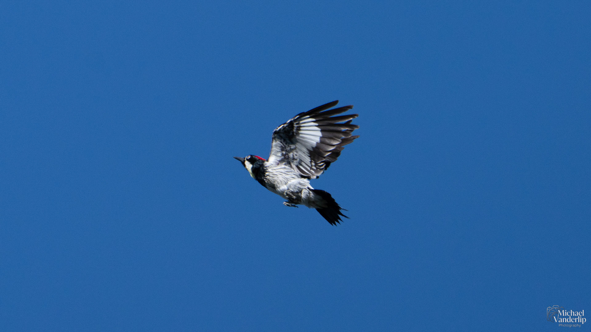 Acorn Woodpecker along the Roxy Ann Trail, Medford, Oregon.
