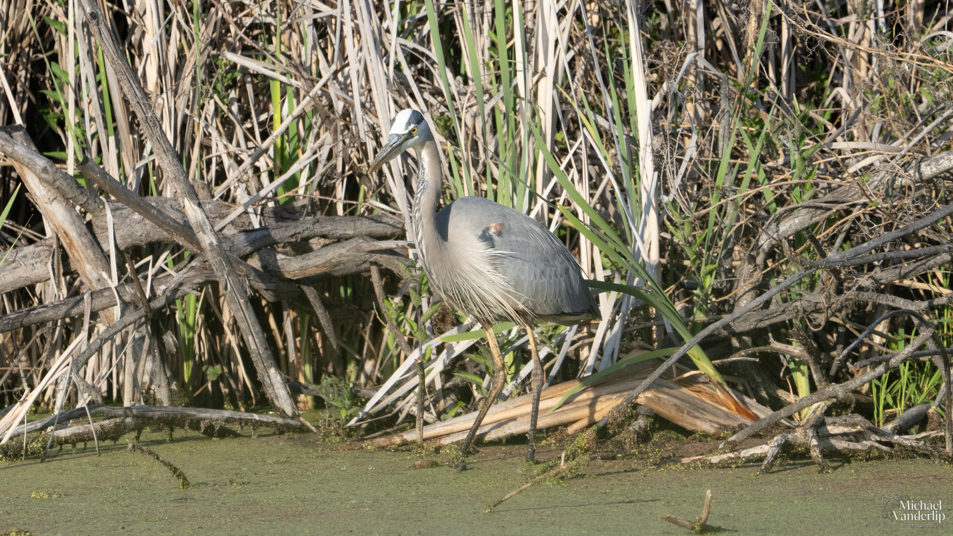 Great Blue Heron along the Bear Creek Greenway near Talent, Oregon.