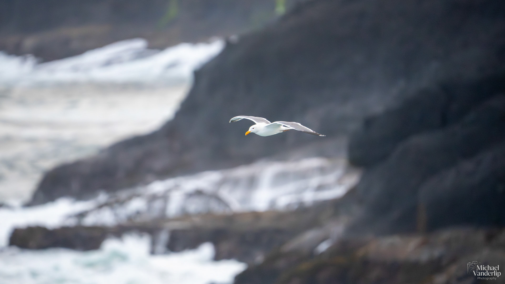 Seagull on the coast, Depoe Bay, Oregon.