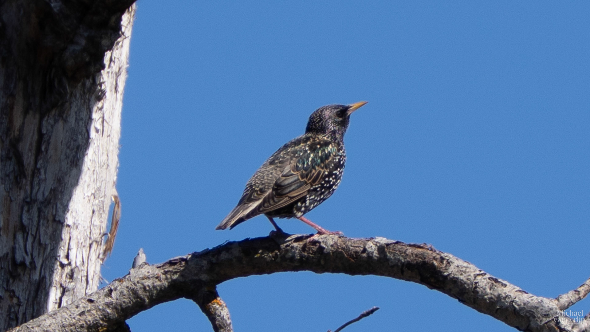 Starling along the Bear Creek Greenway near Talent, Oregon.