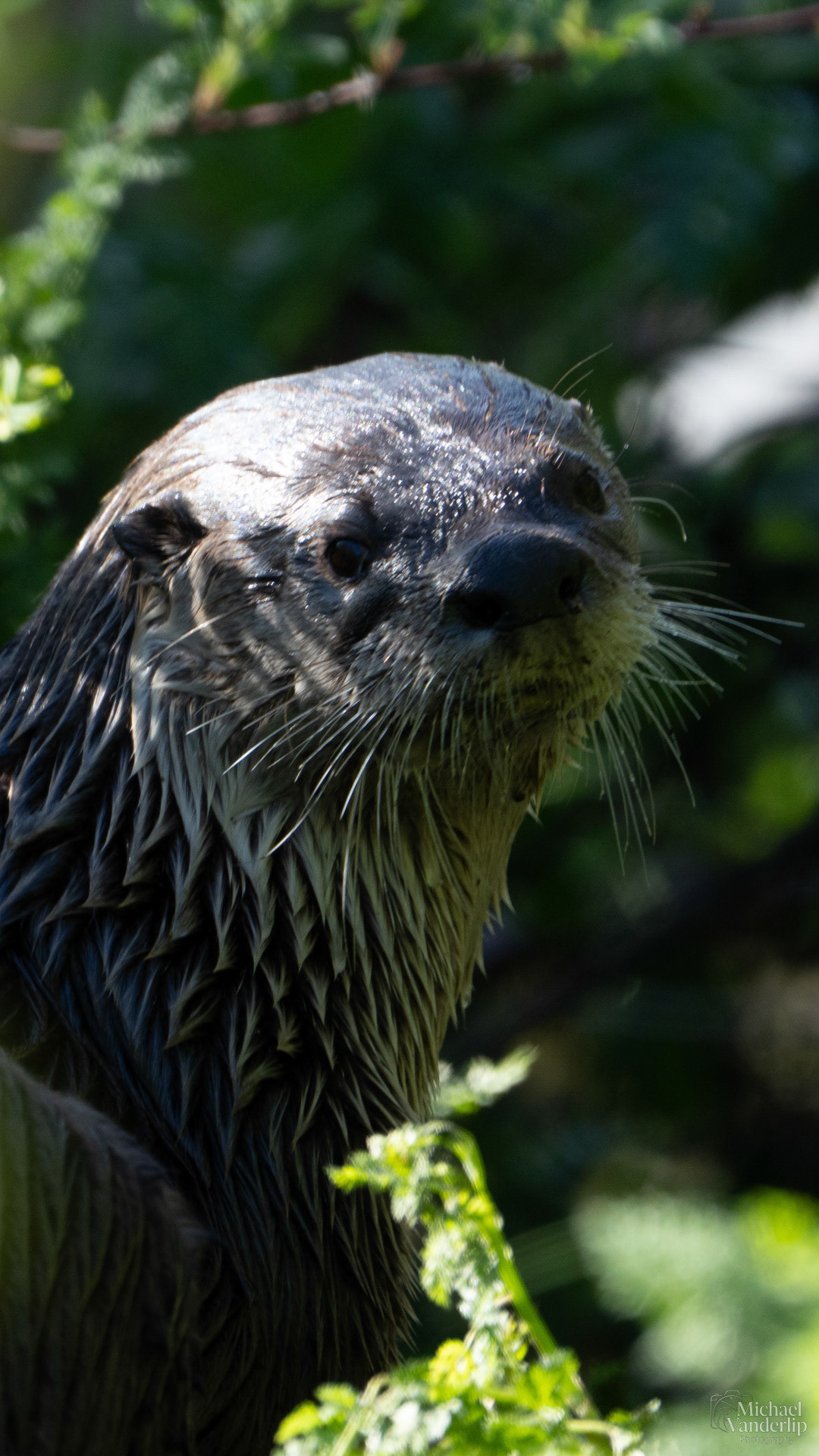 River Otter along the Bear Creek Greenway near Talent, Oregon.