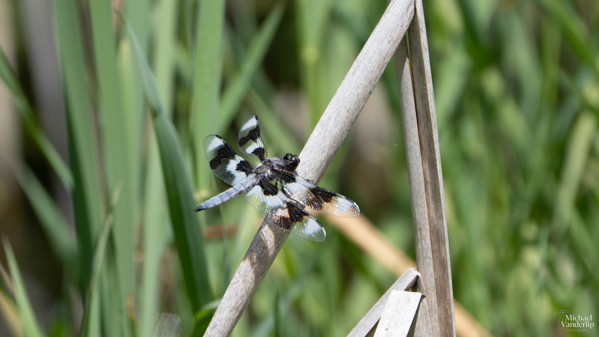 Twelve-Spotted Skimmer Dragonfly along the Bear Creek Greenway near Talent, Oregon.