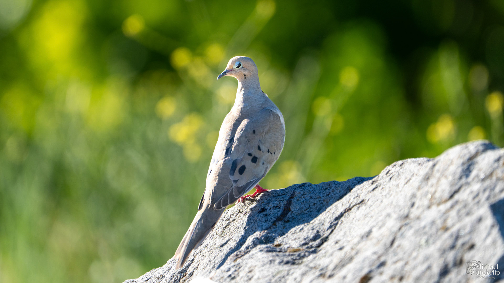 Mourning Dove along the Bear Creek Greenway near Talent, Oregon.