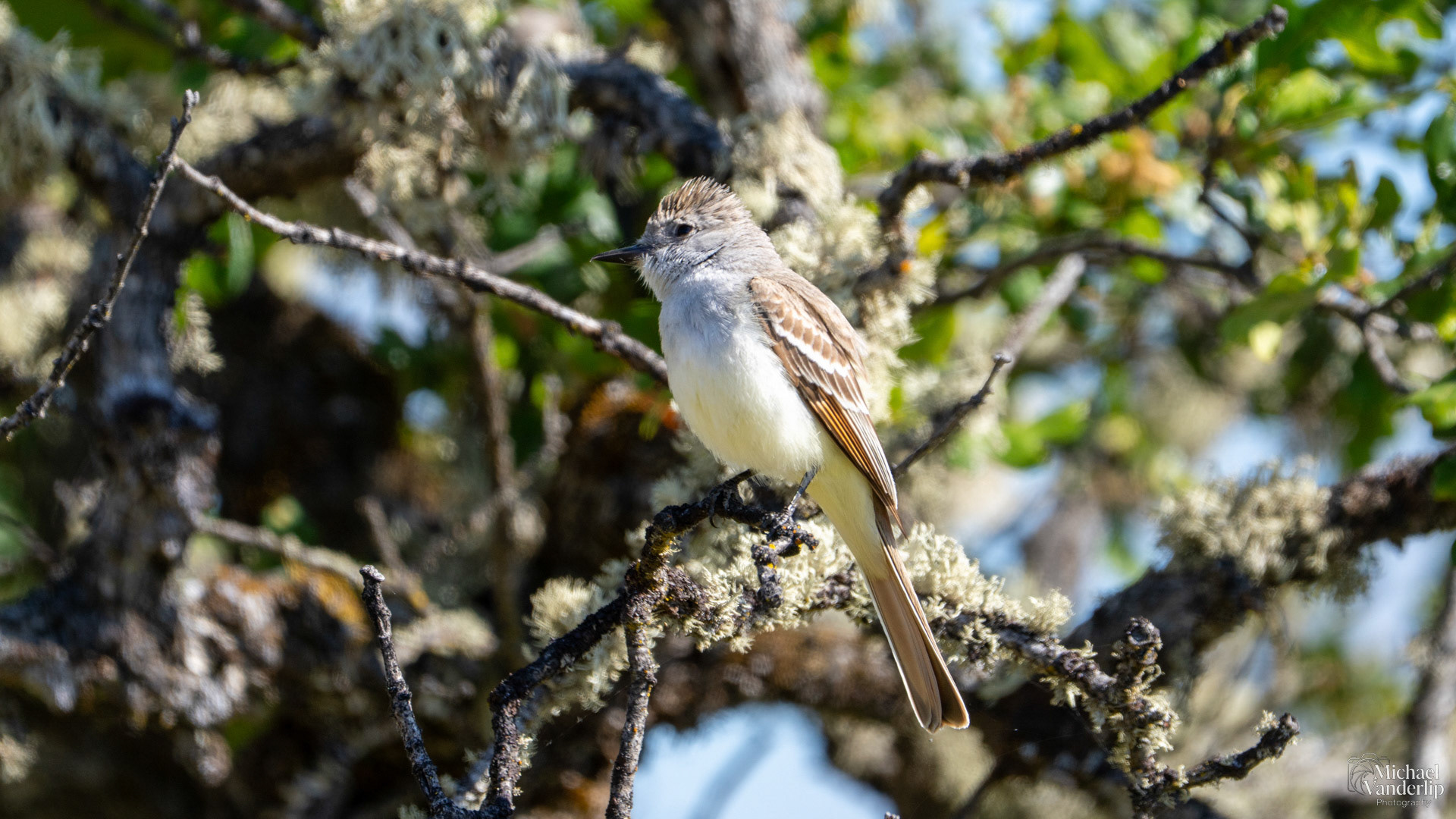 Ash-Throated Flycatcher along the Upper Table Rock Trail, Central Point, Oregon.