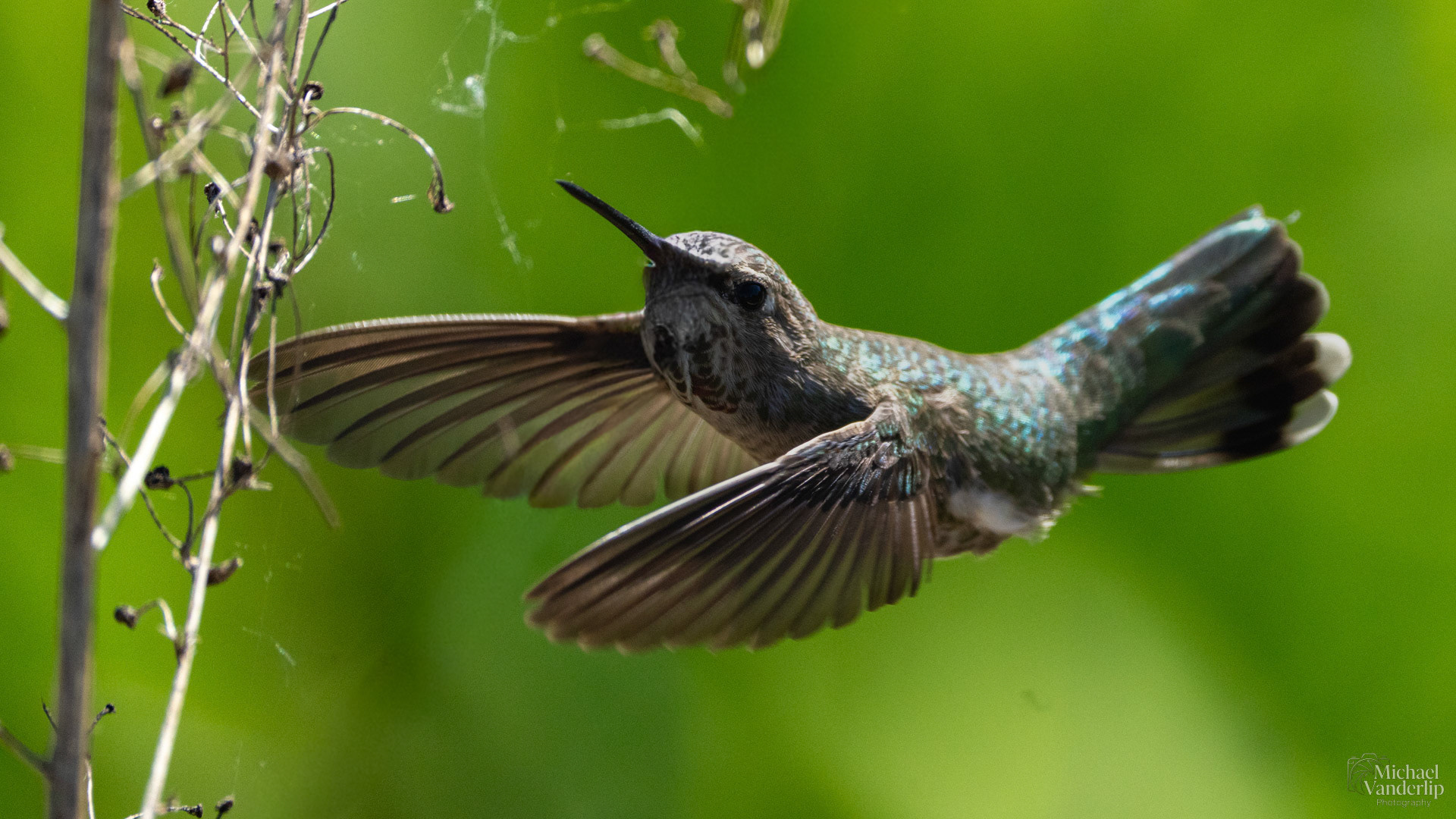 Anna's Hummingbird along the Bear Creek Greenway near Talent, Oregon.