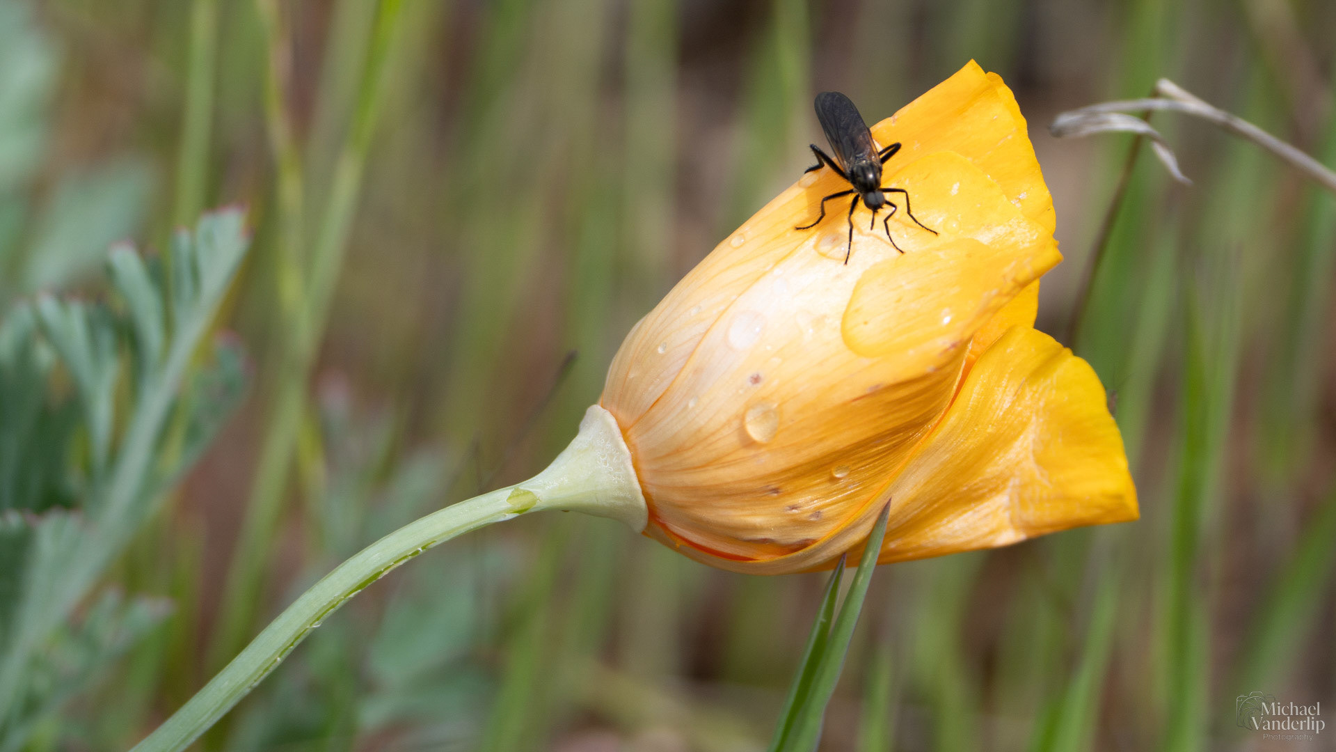March Fly on a California Poppy along the Bear Creek Greenway near Talent,, Oregon.