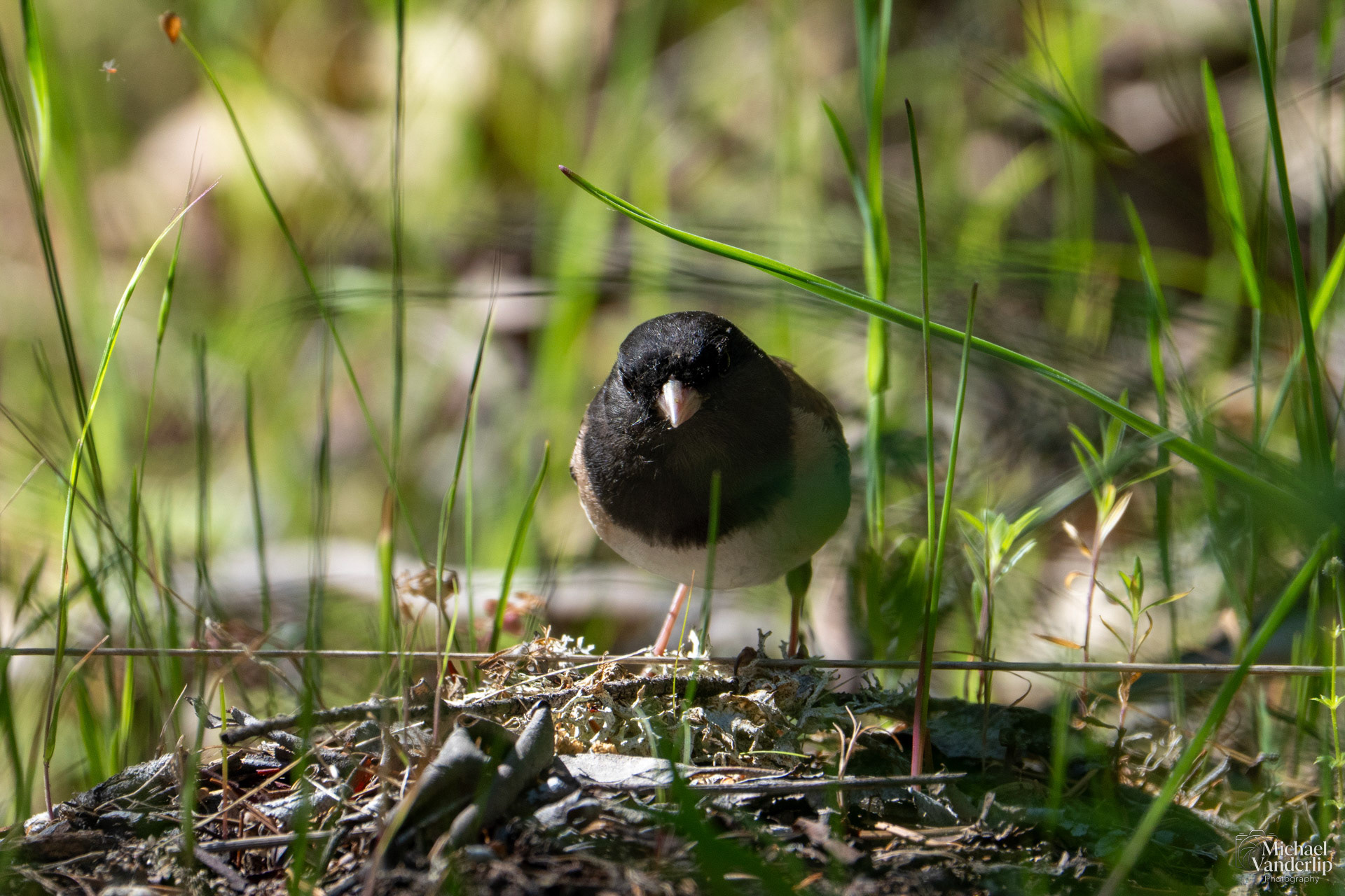 Dark-Eyed Junco along the White Rabbit Trail near Ashland, Oregon.