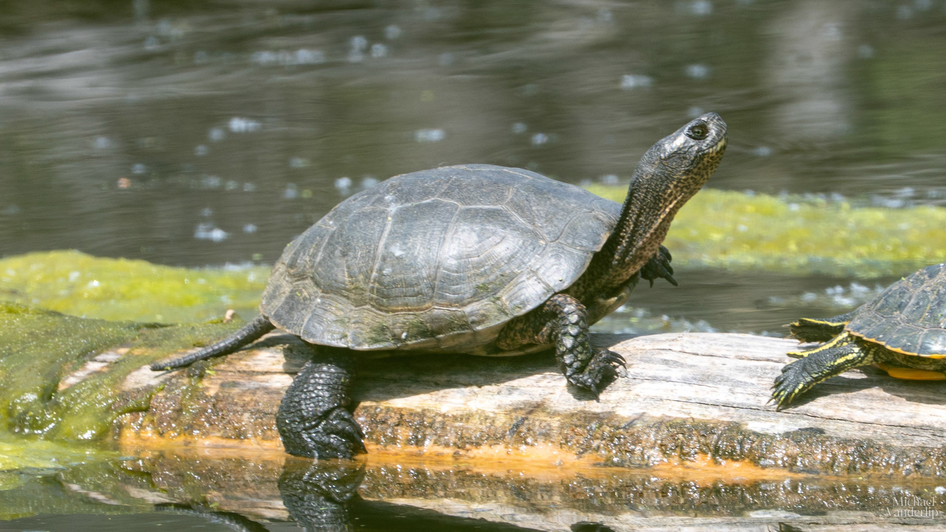 Western Pond Turtle along the Bear Creek Greenway near Talent, Oregon.