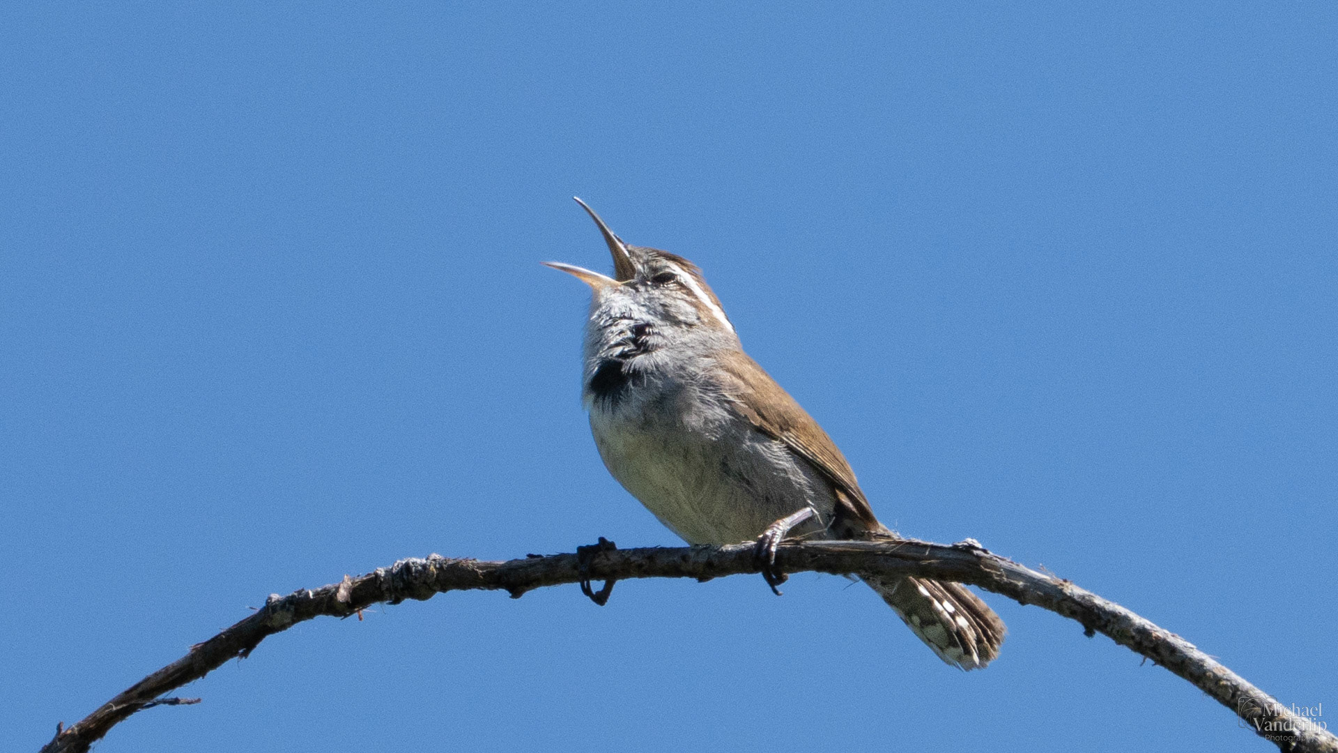 Bewick's Wren along the Bear Creek Greenway near Talent, Oregon.