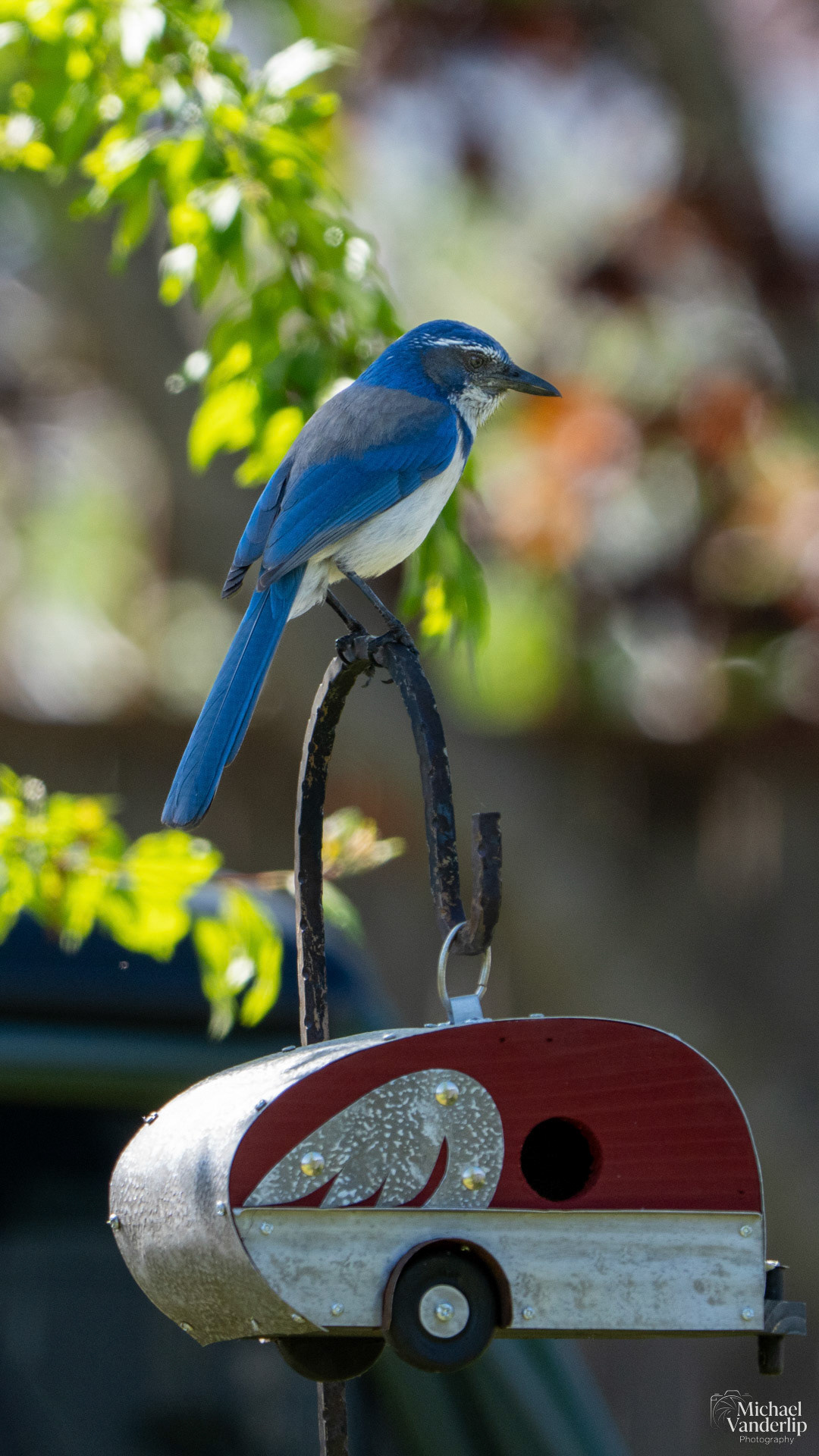 California Scrub Jay, Talent, Oregon