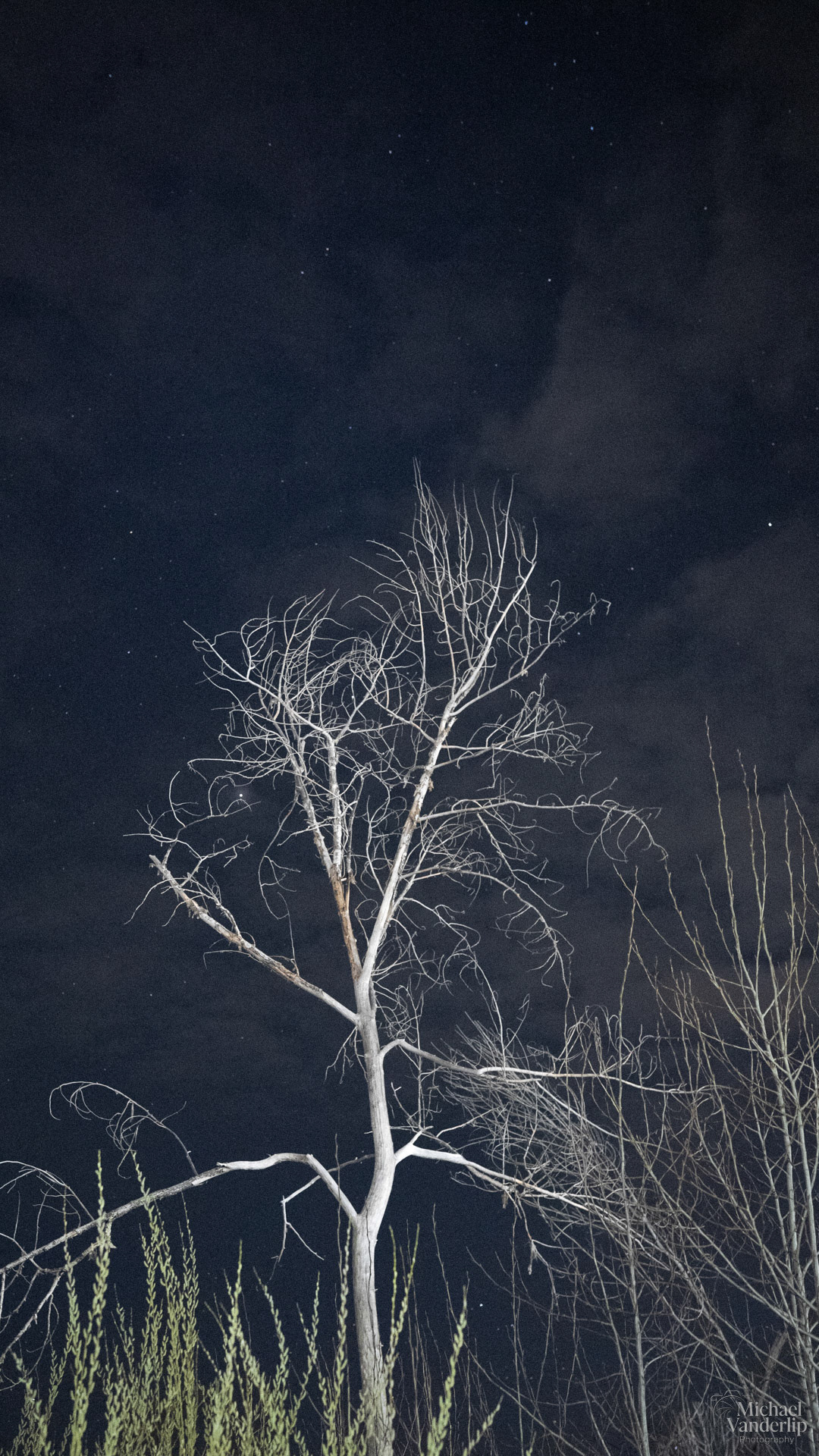 Tree at Night along the Bear Creek Greenway near Talent, Oregon.