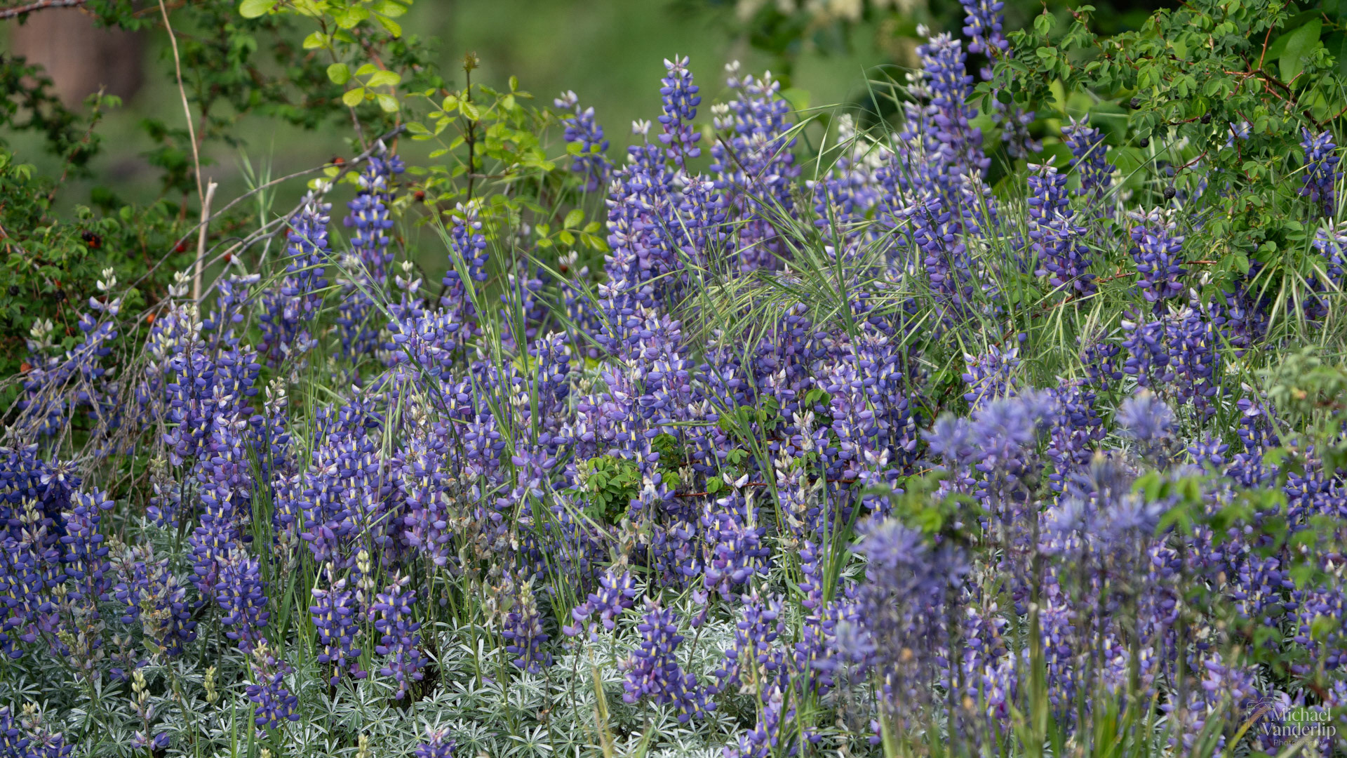 Silver Lupine along the Bear Creek Greenway, Phoenix, Oregon.
