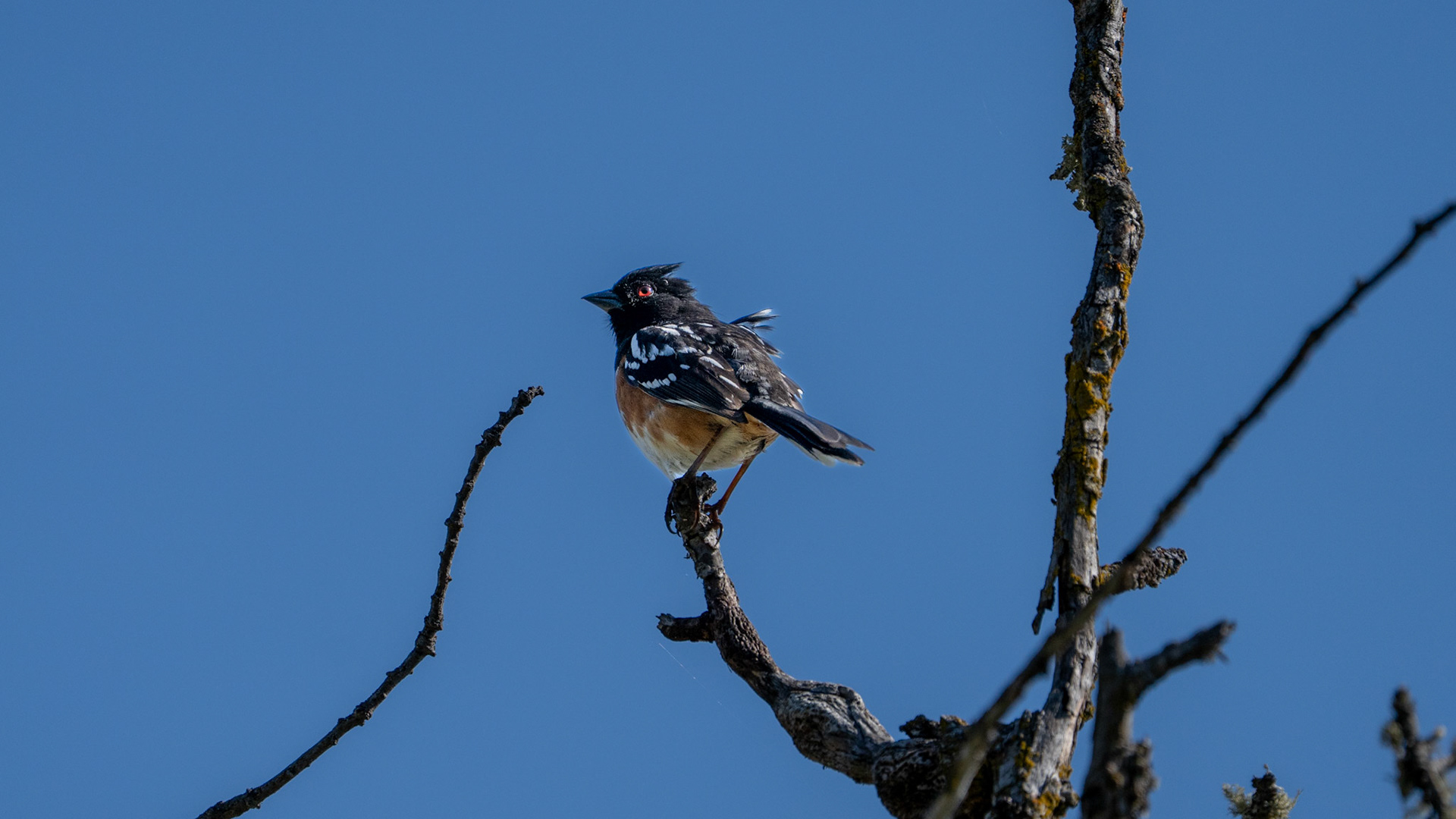 Spotted Towhee on Lower Table Rock, Central Point, Oregon.