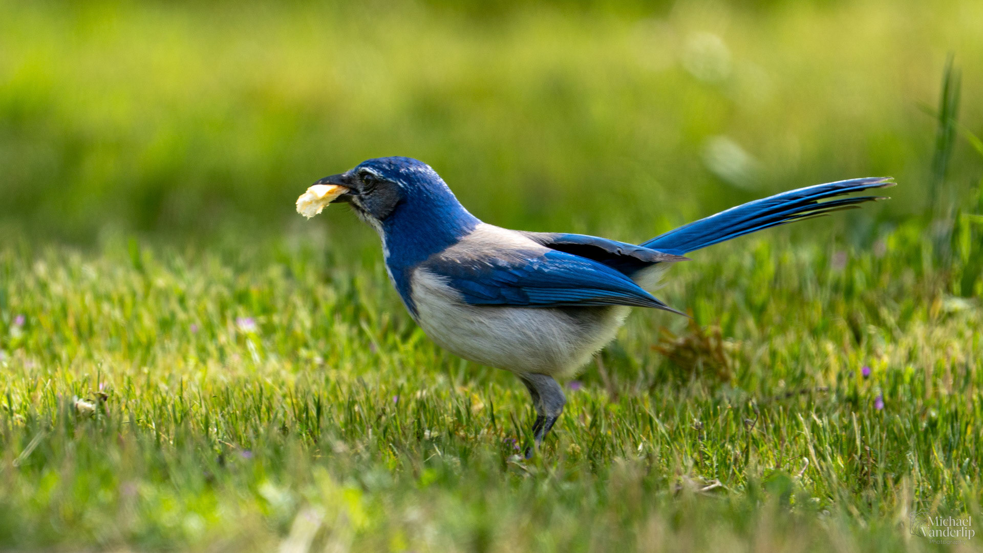 California Scrub Jay along the Bear Creek Greenway, Talent, Oregon.