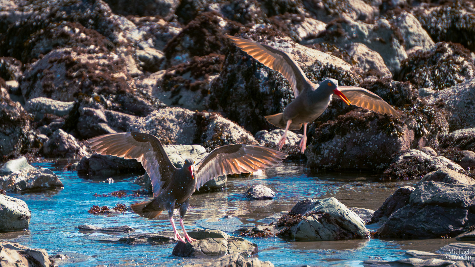 Black Oystercatchers on Harris Beach, Brookings, Oregon.