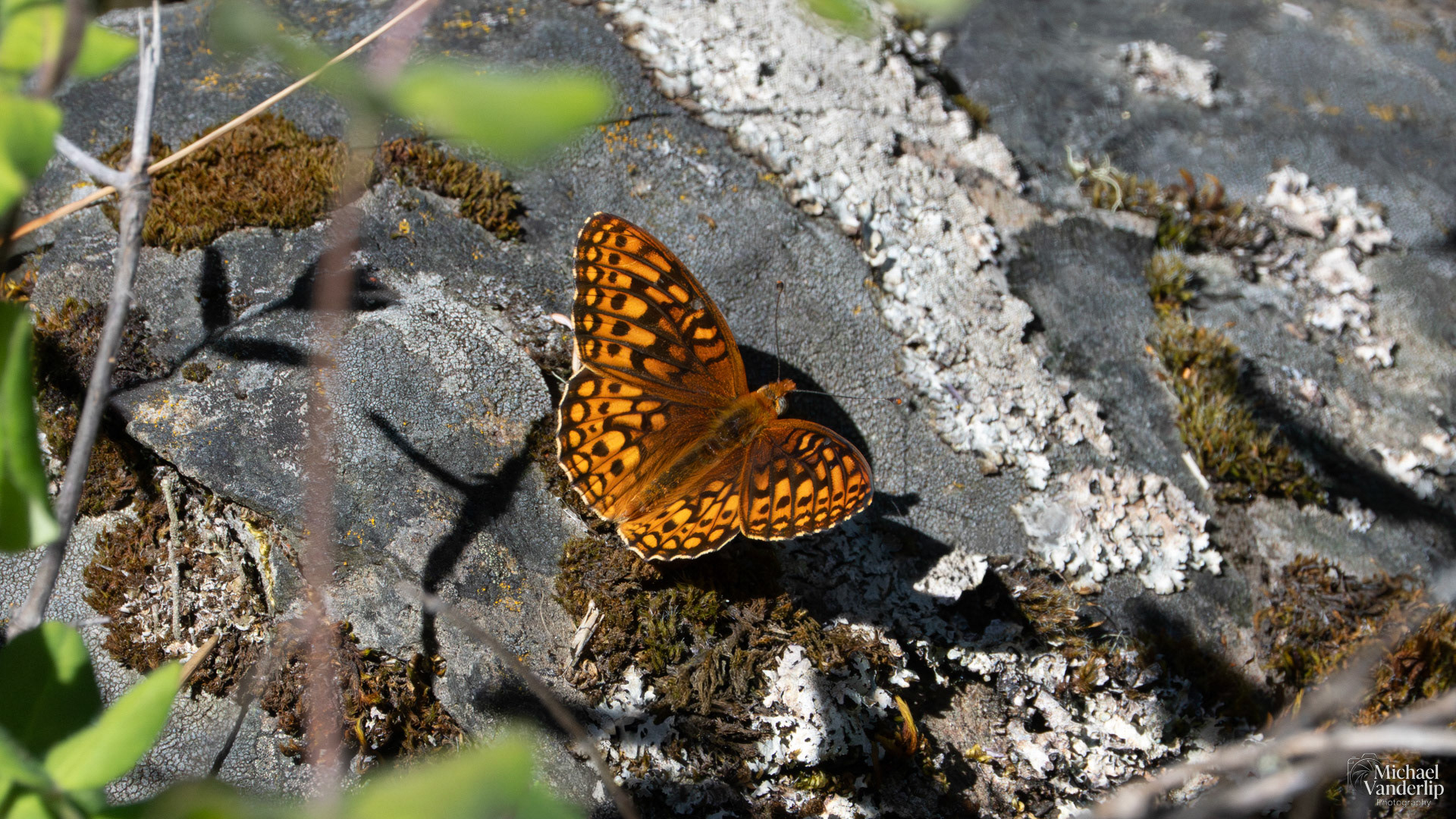Hydaspe Fritillary along the Roxy Ann Trail, Medford, Oregon.