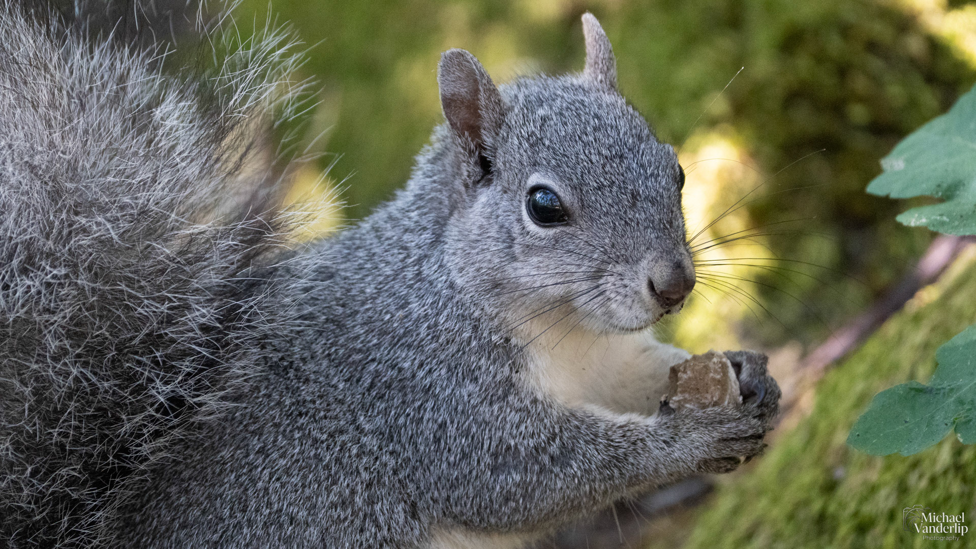 Western Gray Squirrel on the Lower Table Rock Trail, Central Point, Oregon.