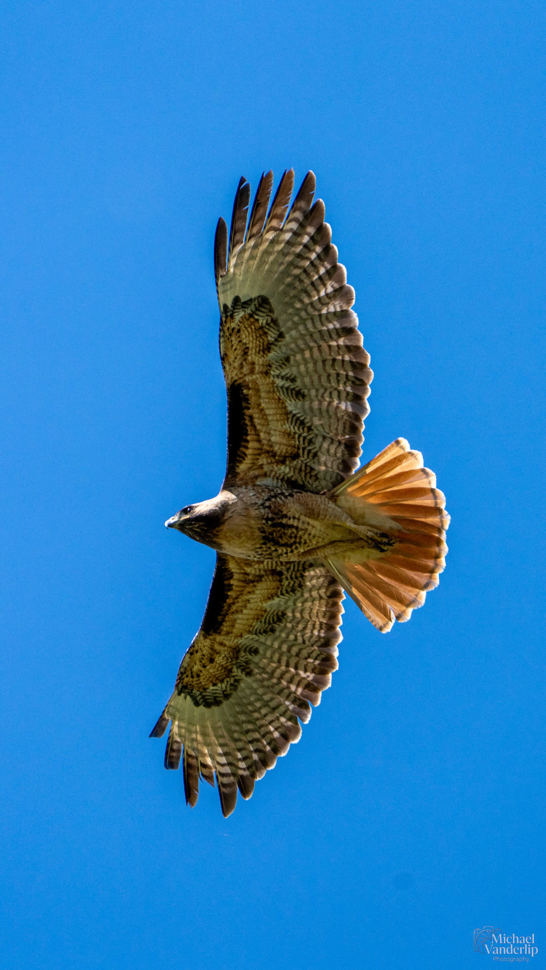 Red Tailed Hawk along the Bear Creek Greenway near Talent, Oregon.