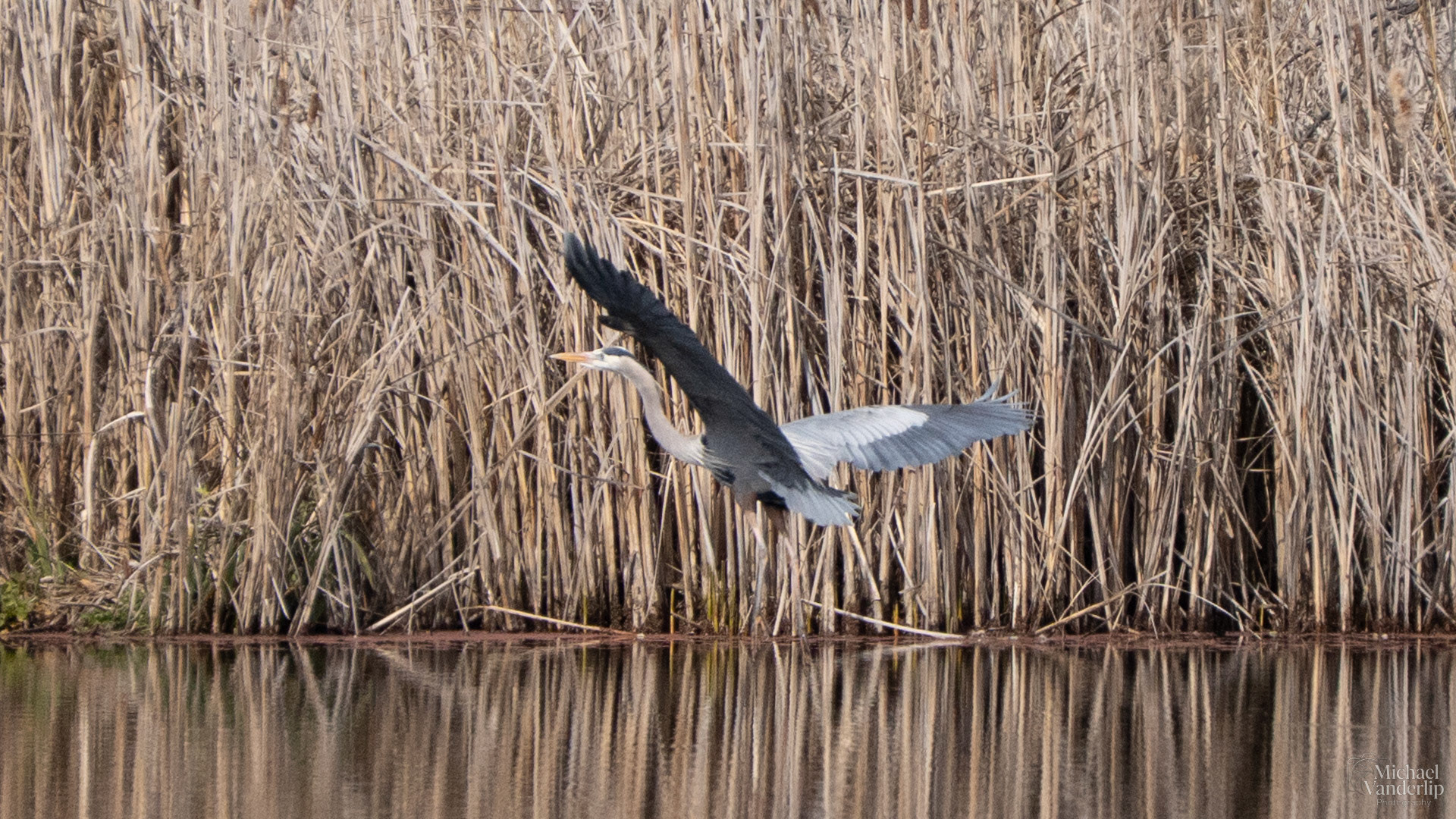 Great Blue Heron along the Bear Creek Greenway near Talent, Oregon.