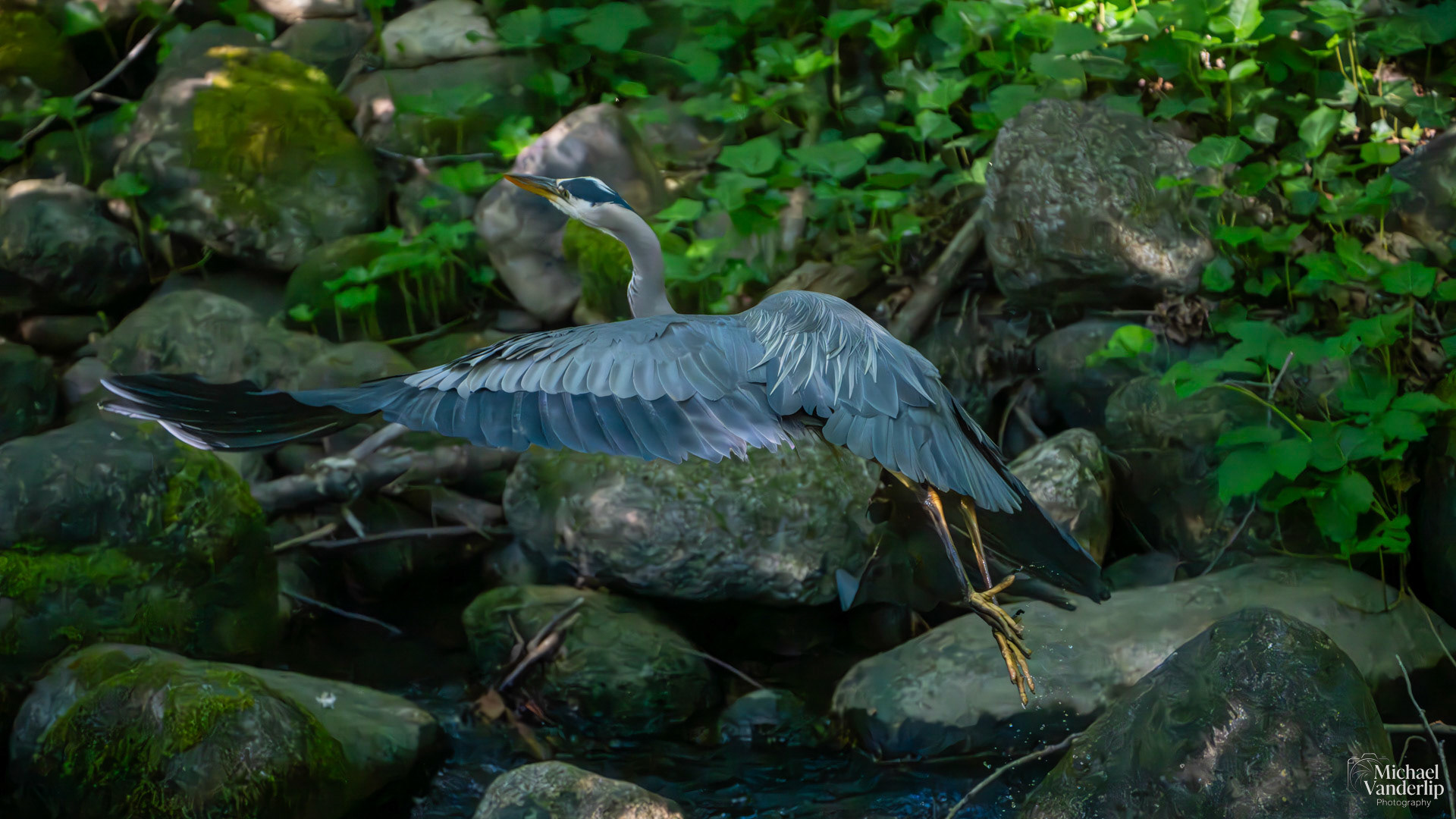 Great Blue Heron in Lithia Park, Ashland, Oregon.