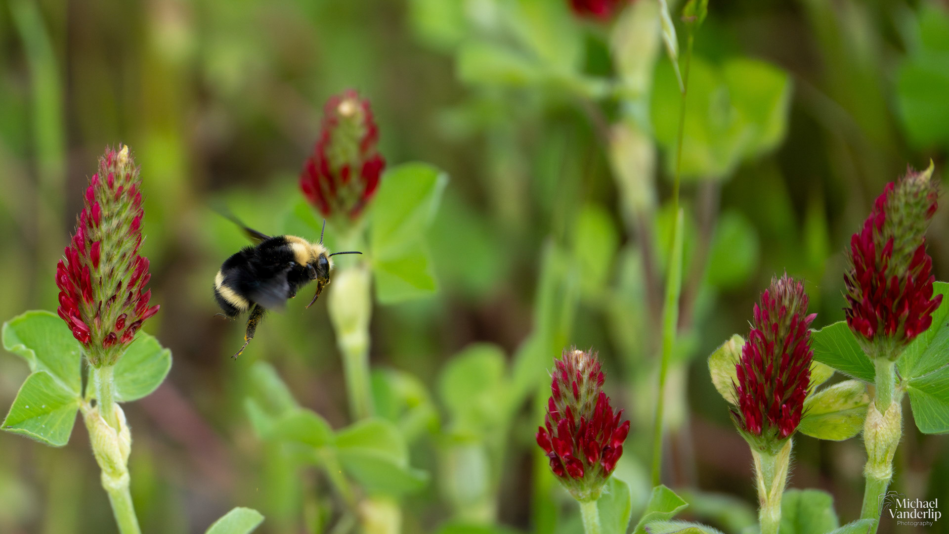 Yellow Faced Bumble Bee and Crimson Clover along Bear Creek Greenway near Talent, Oregon.