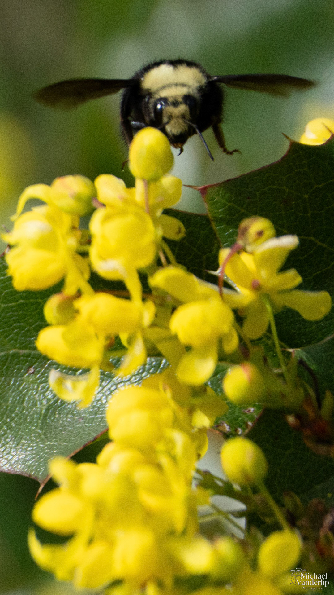 Yellow Faced Bumble Bee and Oregon Grape Plant along the Bear Creek Greenway near Talent, Oregon.