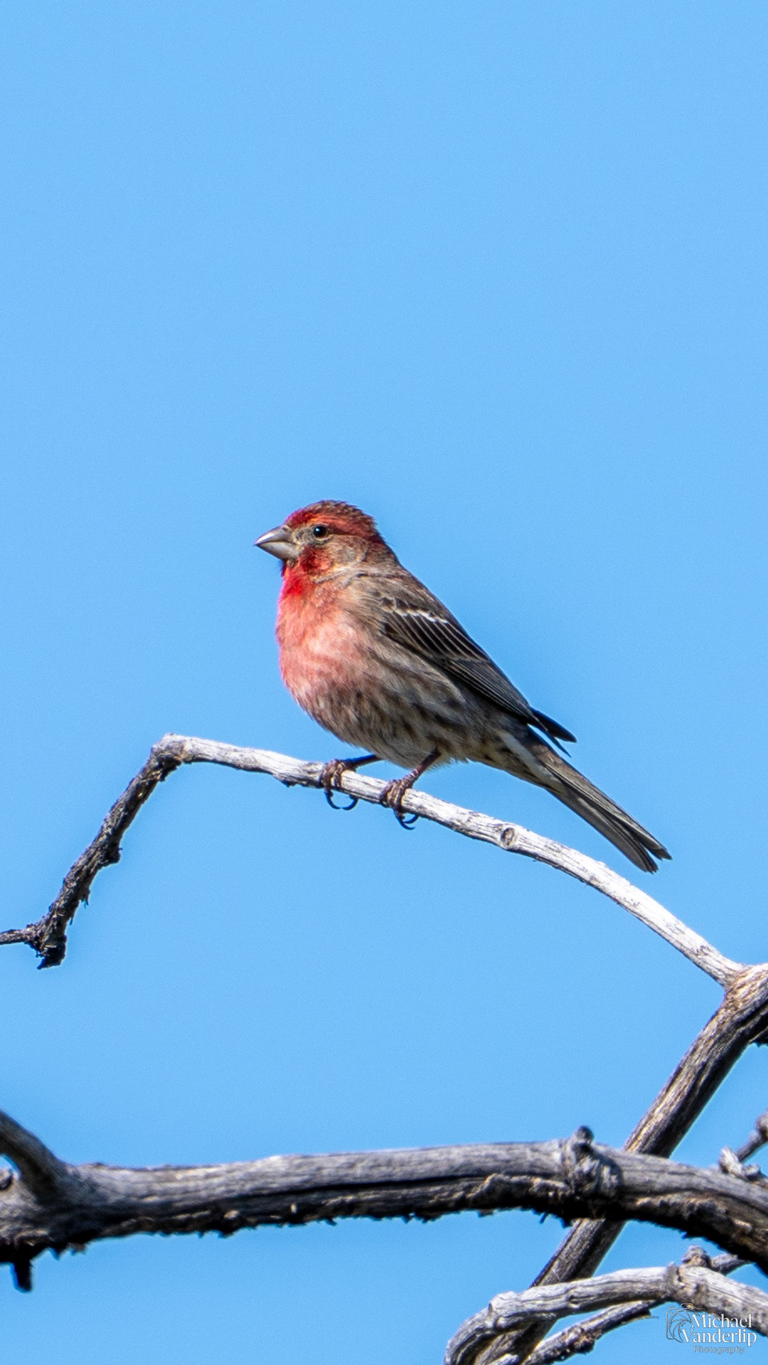 House Finch along the Bear Creek Greenway near Talent, Oregon.